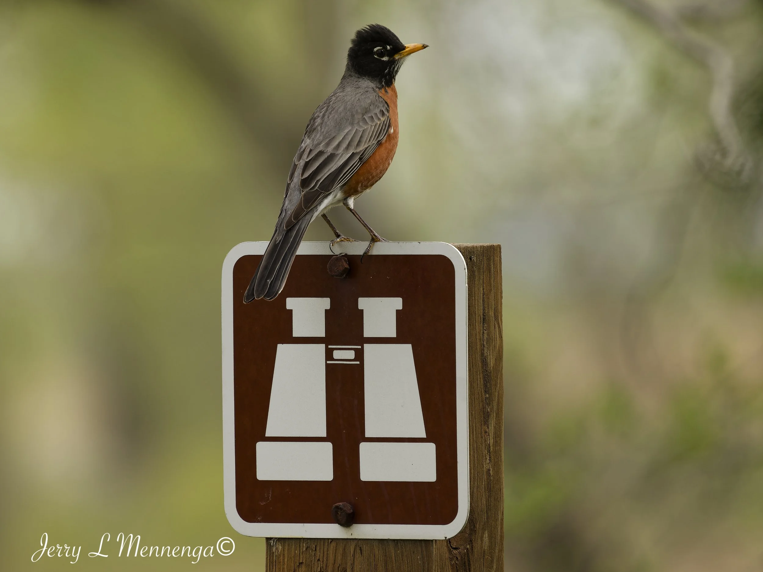 BirdsAdamsHomesteadNature202604-28_0005_DxO.jpg