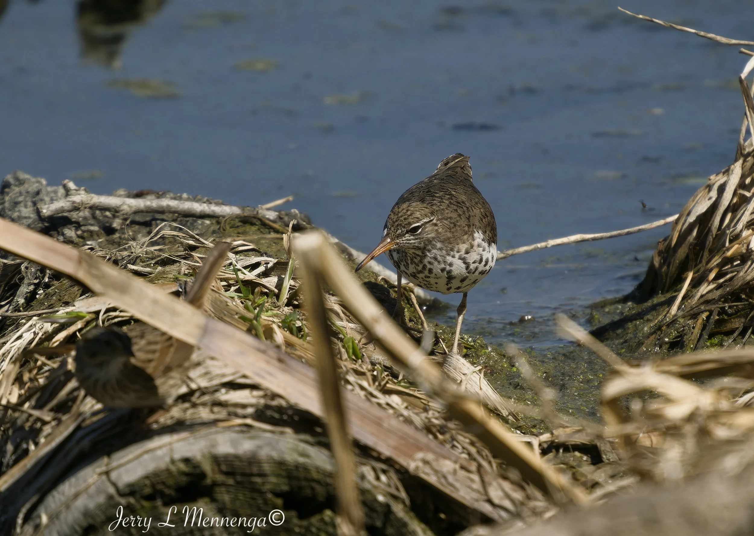 BirdsAdamsHomestead202605-02_1049_DxO.jpg