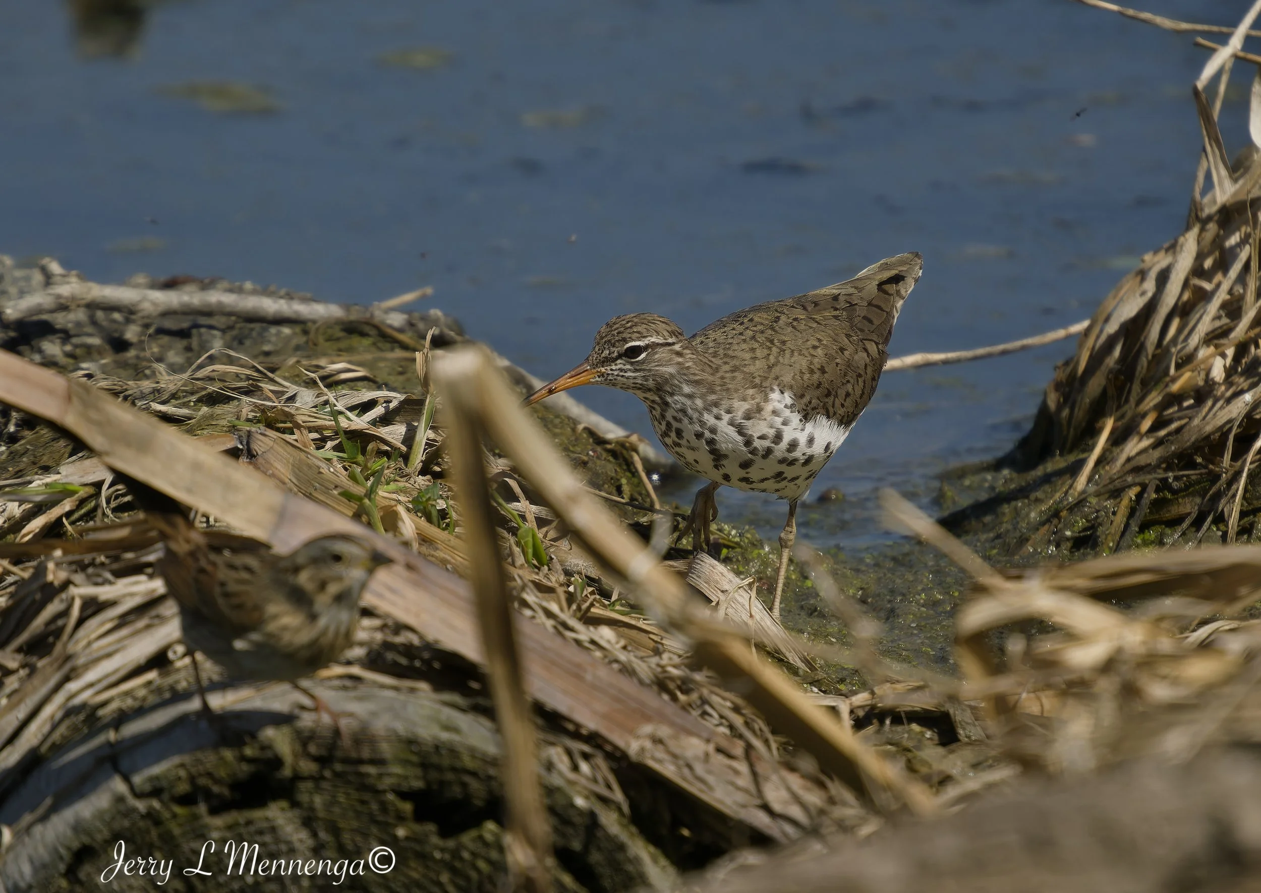 BirdsAdamsHomestead202605-02_1053_DxO.jpg