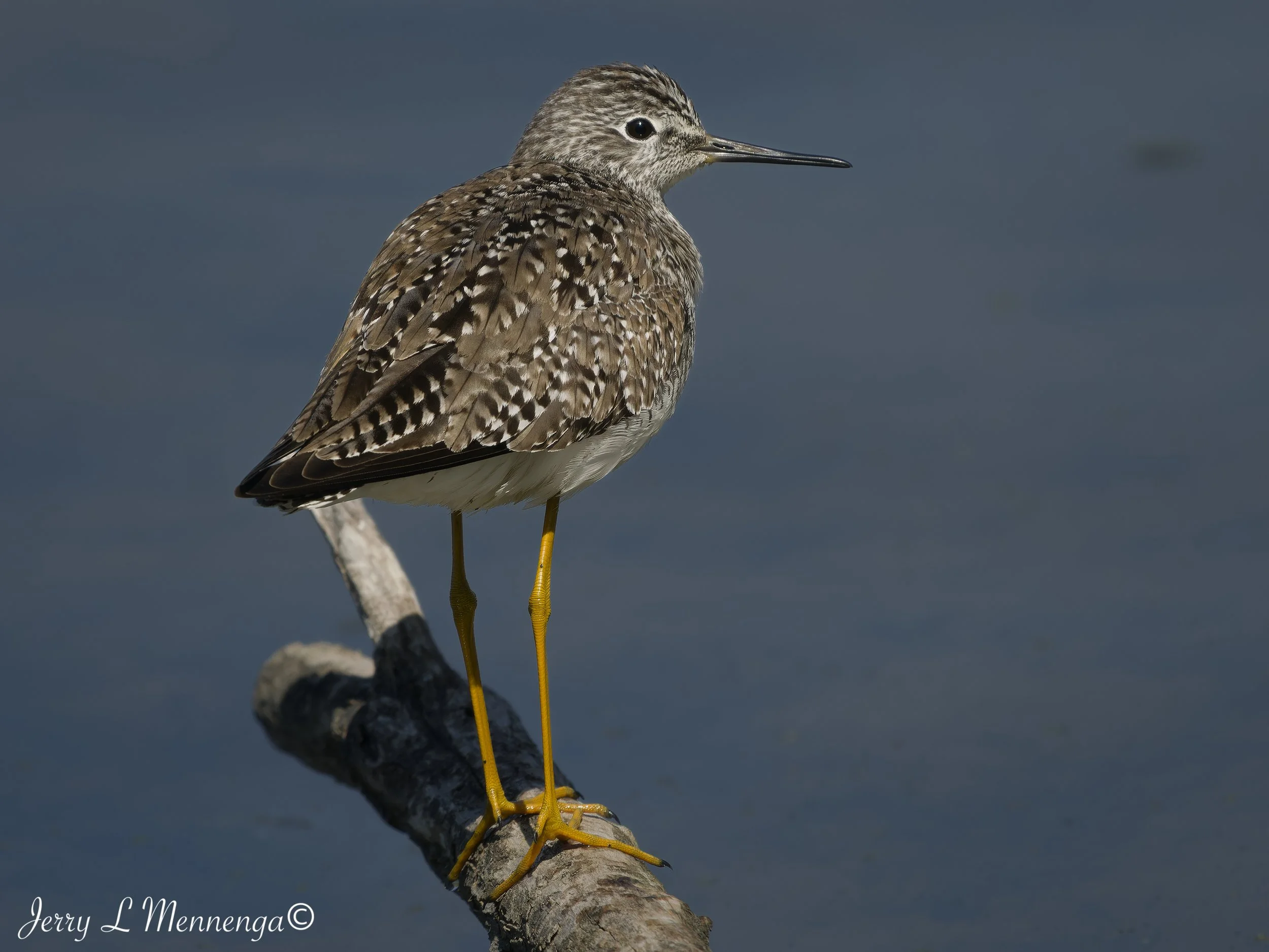 BirdsAdamsHomestead202605-02_1122_DxO.jpg