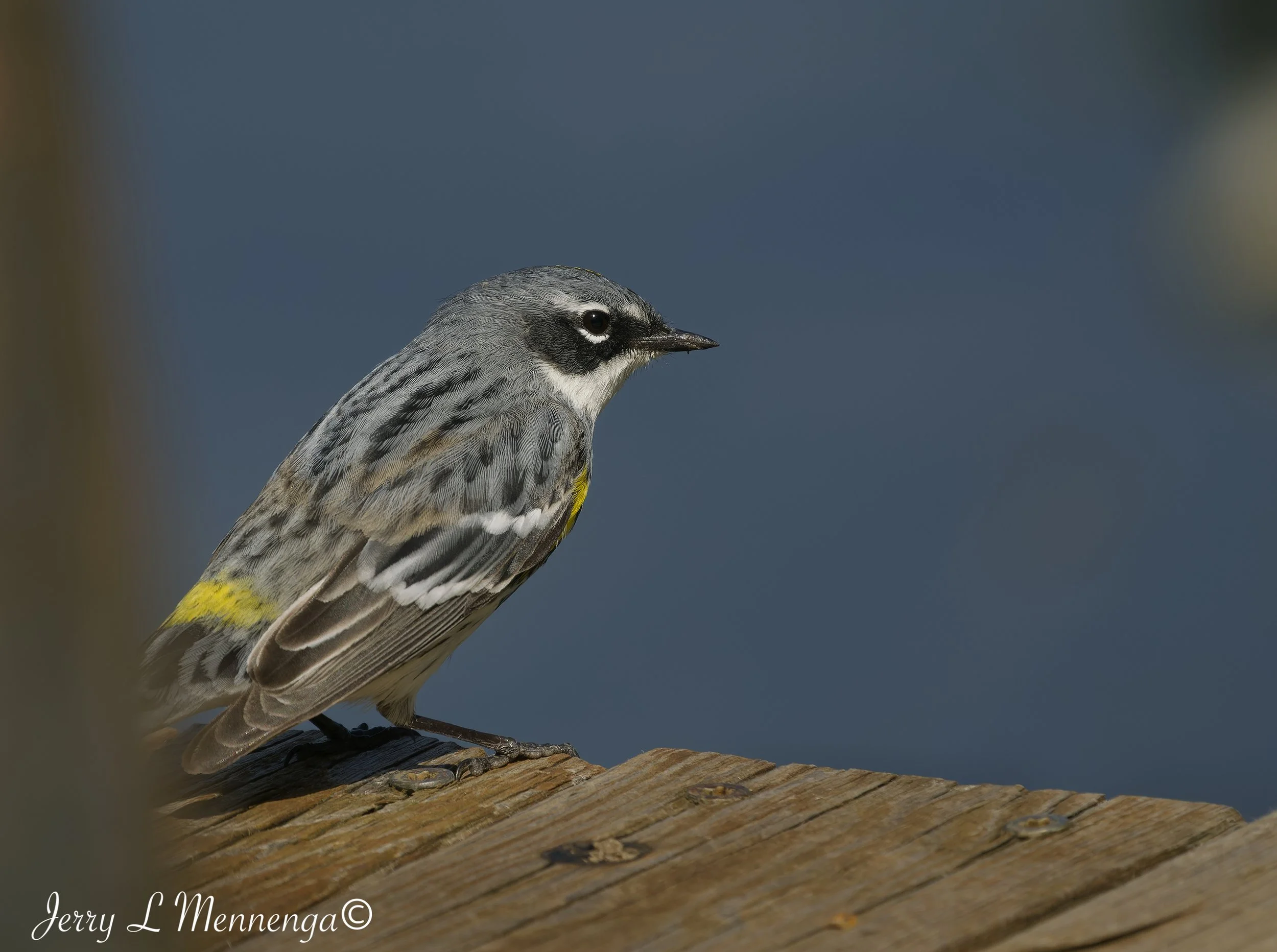BirdsAdamsHomestead202605-02_2135_DxO.jpg