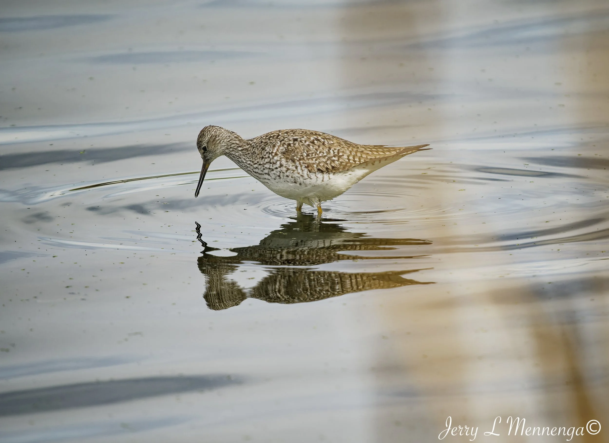 BirdsAdamsHomesteadNature202604-28_0351_DxO.jpg