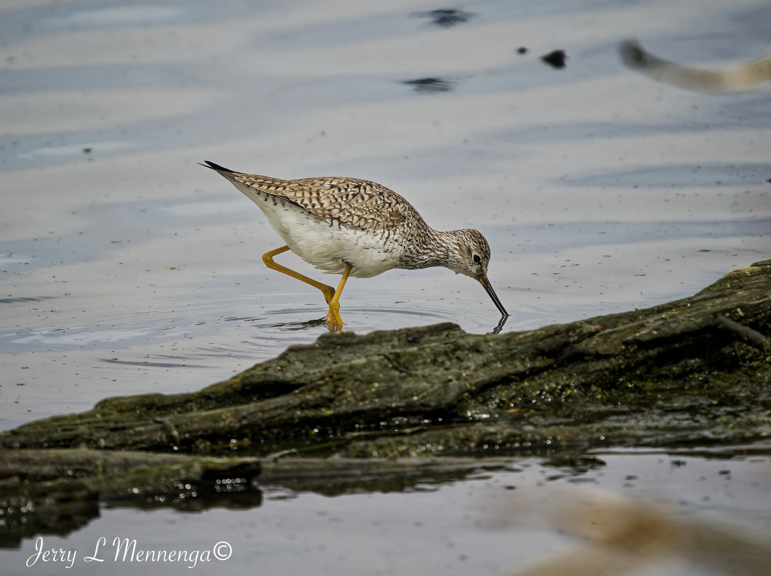 BirdsAdamsHomesteadNature202604-28_0435_DxO.jpg