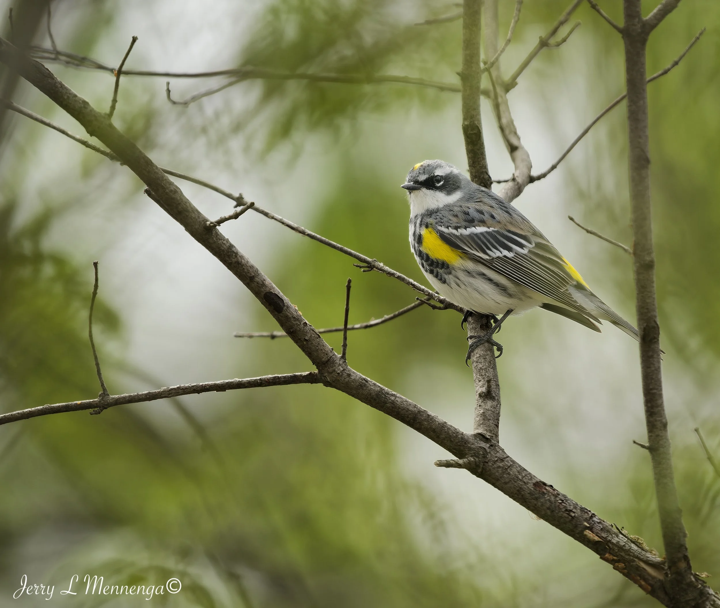 BirdsAdamsHomesteadNature202604-28_0764_DxO.jpg