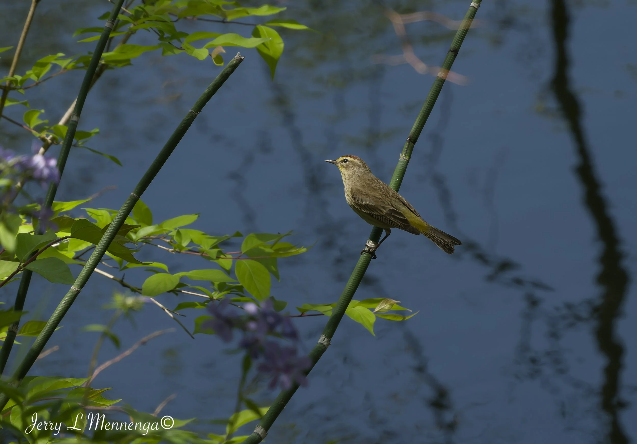 BirdsBaconCreekPark202605-04_0789_DxO.jpg