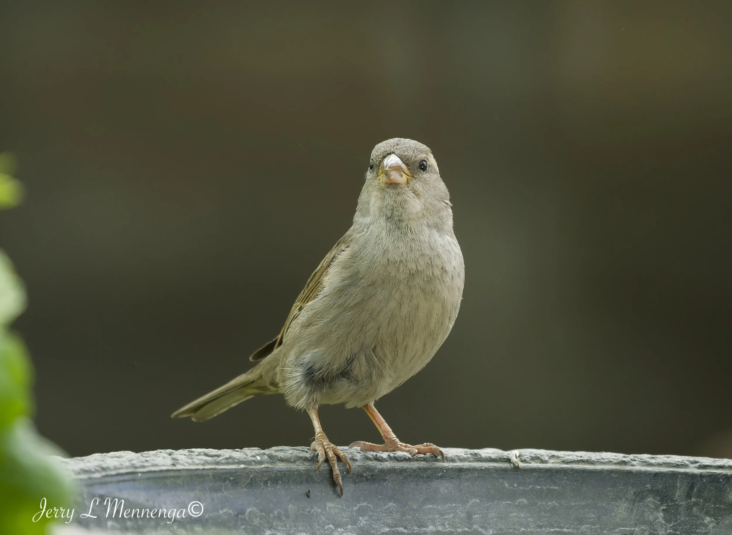 BackyardBirdsSiouxCity202605-11_0103_DxO.jpg