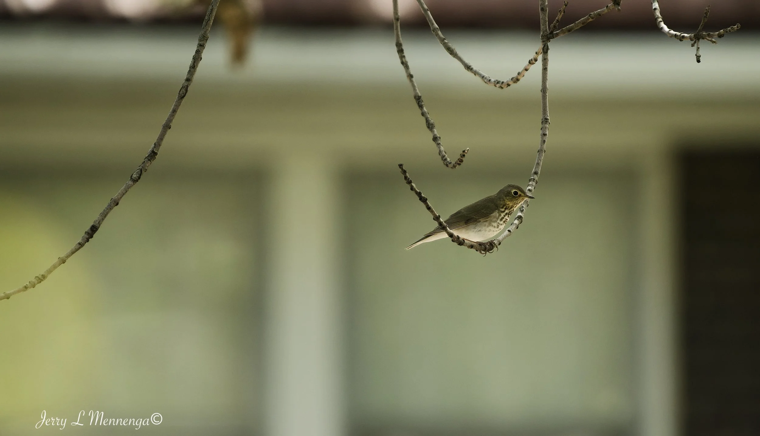 BackyardBirdsSiouxCity202605-11_0151_DxO.jpg