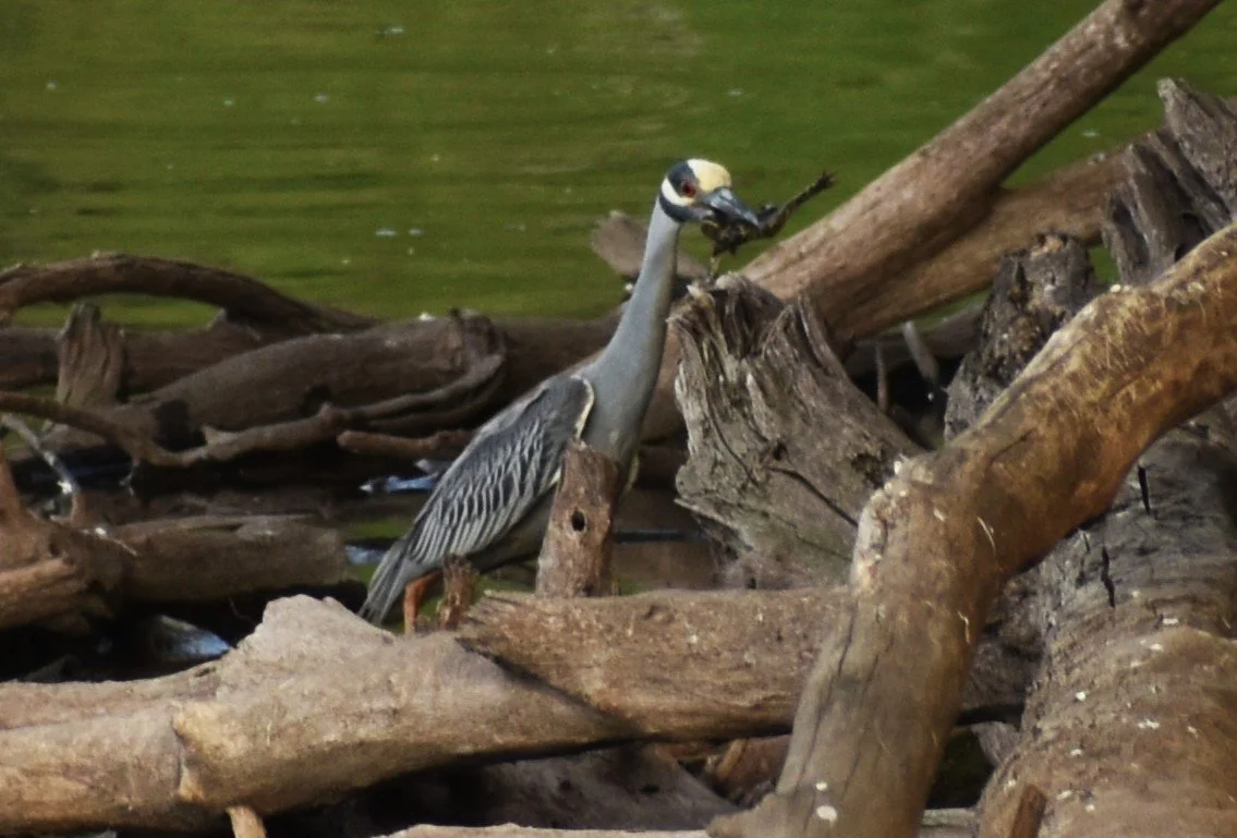 DSC_0407.JPG