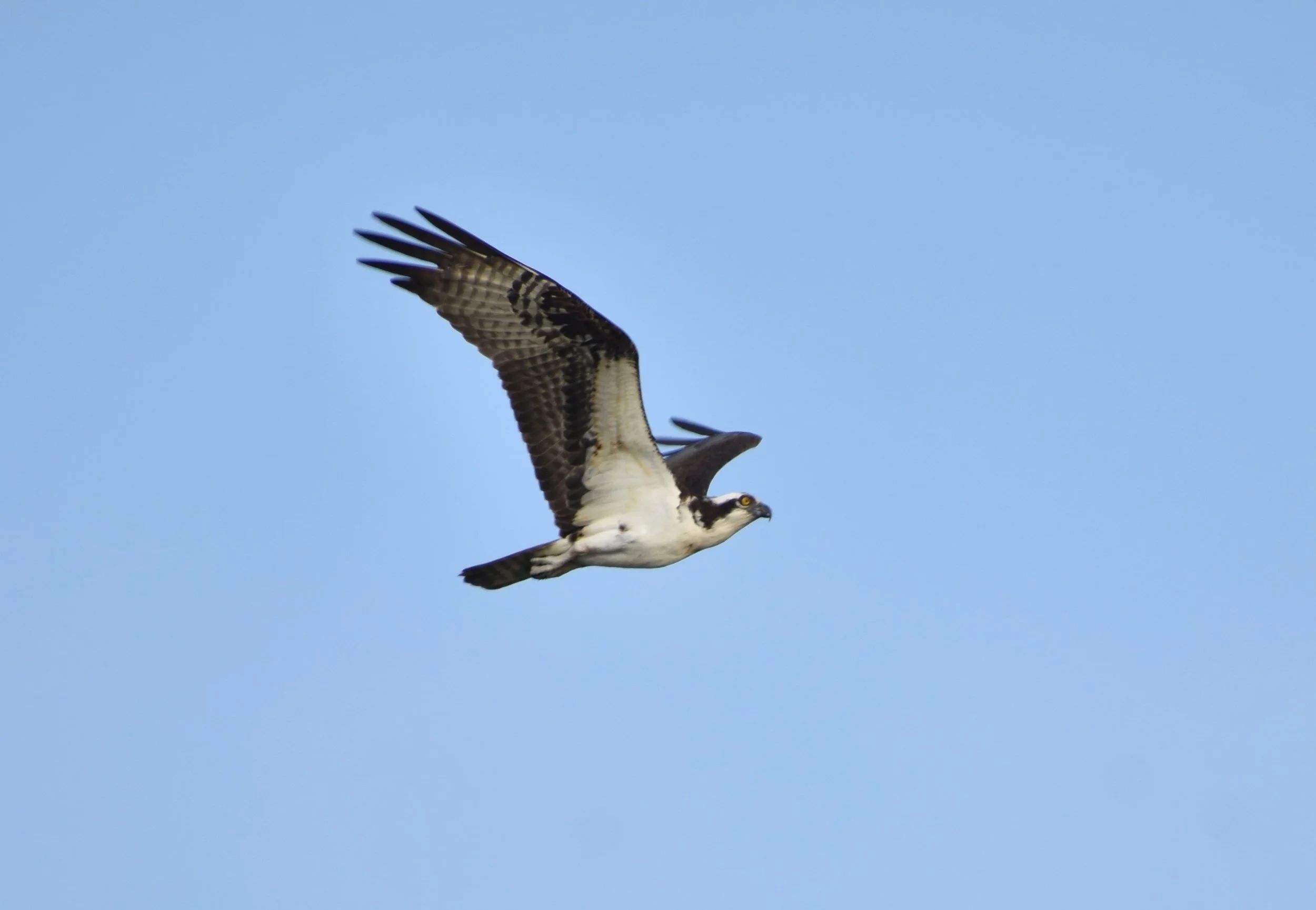 DSC_0413.JPG