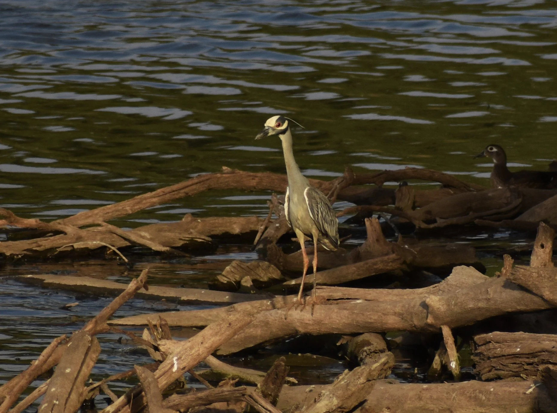 DSC_0438.JPG
