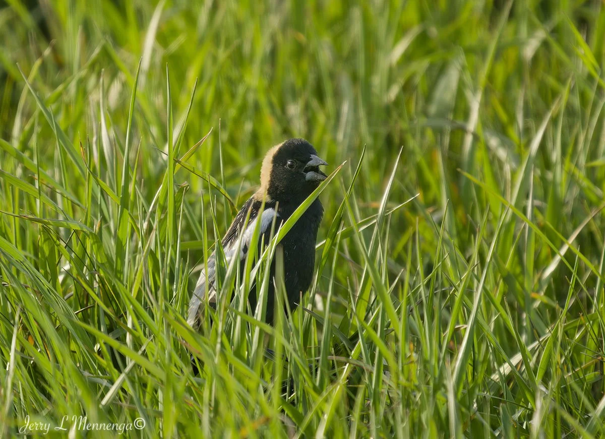 BirdsOwegoWetland202605-10_1526_DxO.jpg