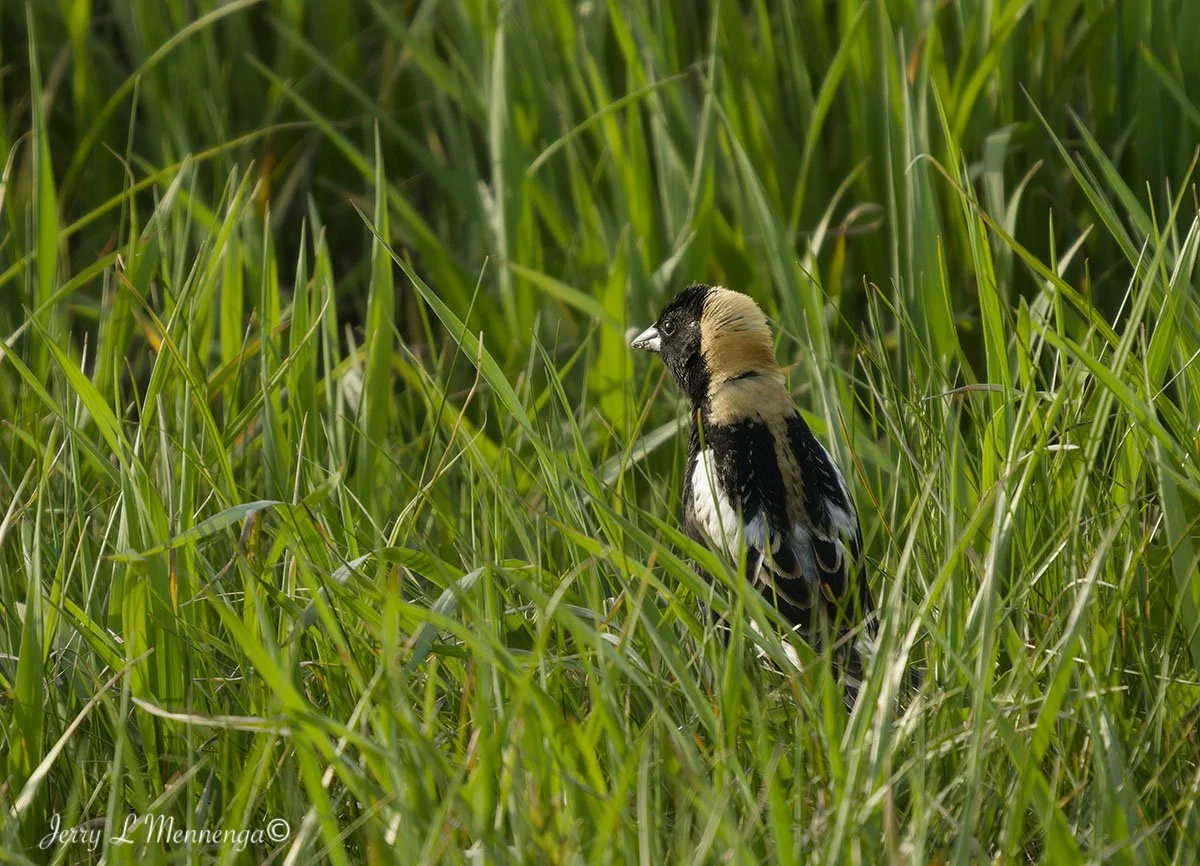 BirdsOwegoWetland202605-10_1553_DxO.jpg