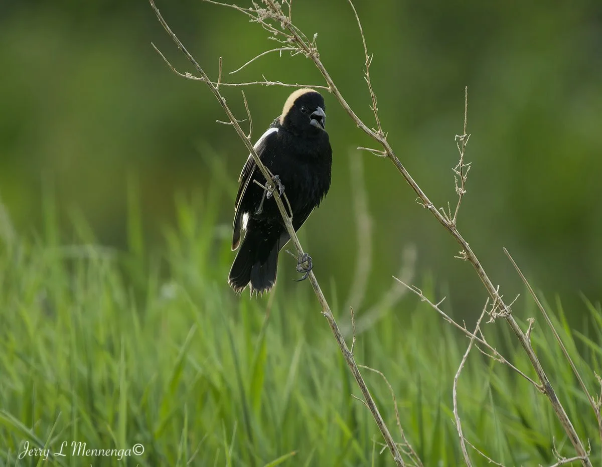 BirdsOwegoWetland202605-10_1620_DxO.jpg