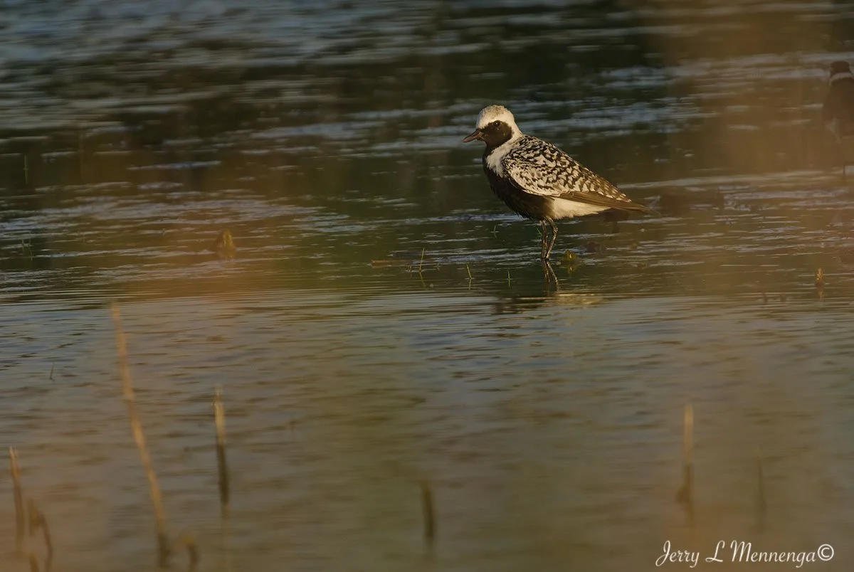 BirdsOwegoWetland202605-10_2460_DxO.jpg