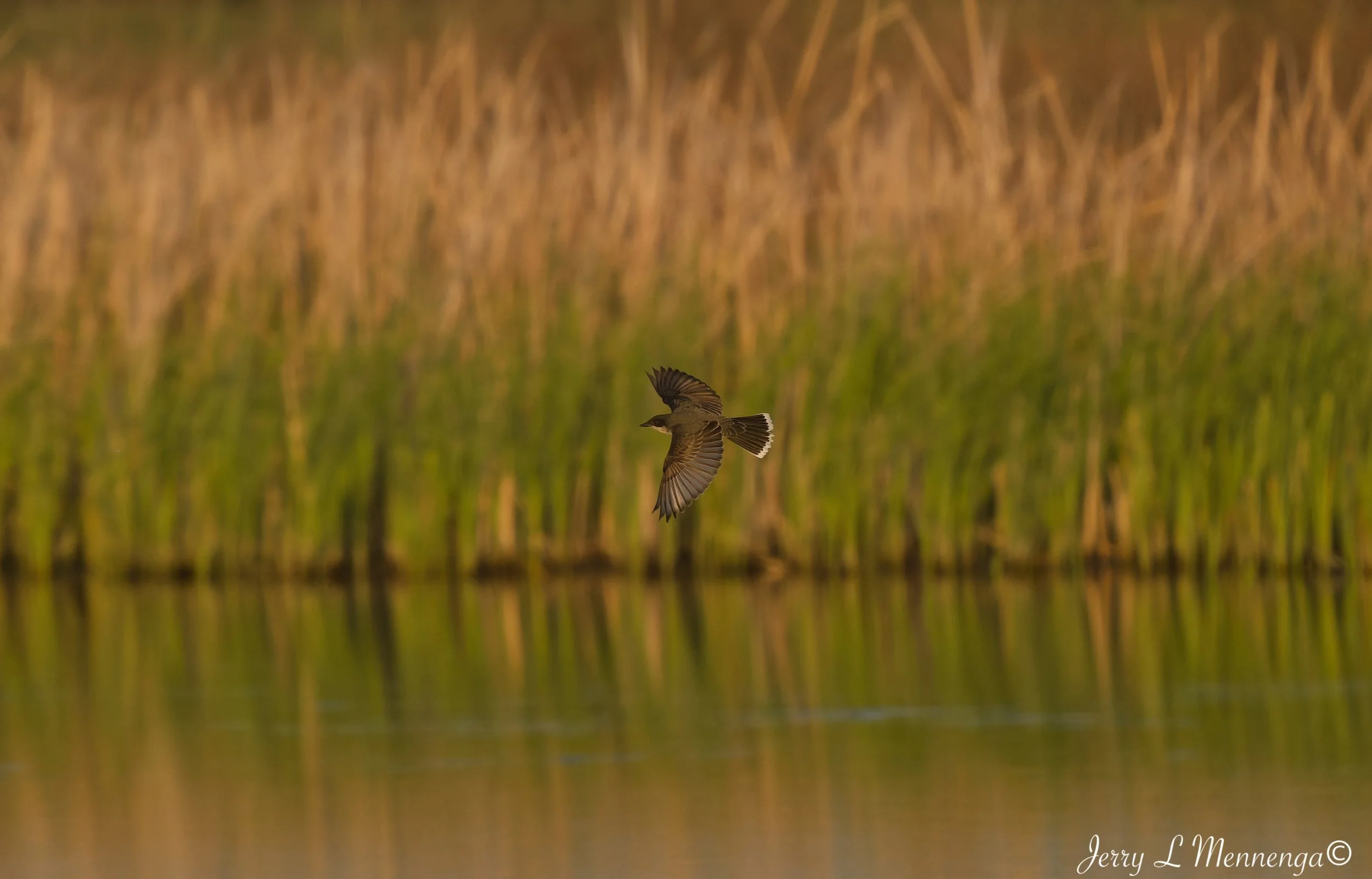 BirdsOwegoWetland202605-10_2767_DxO.jpg