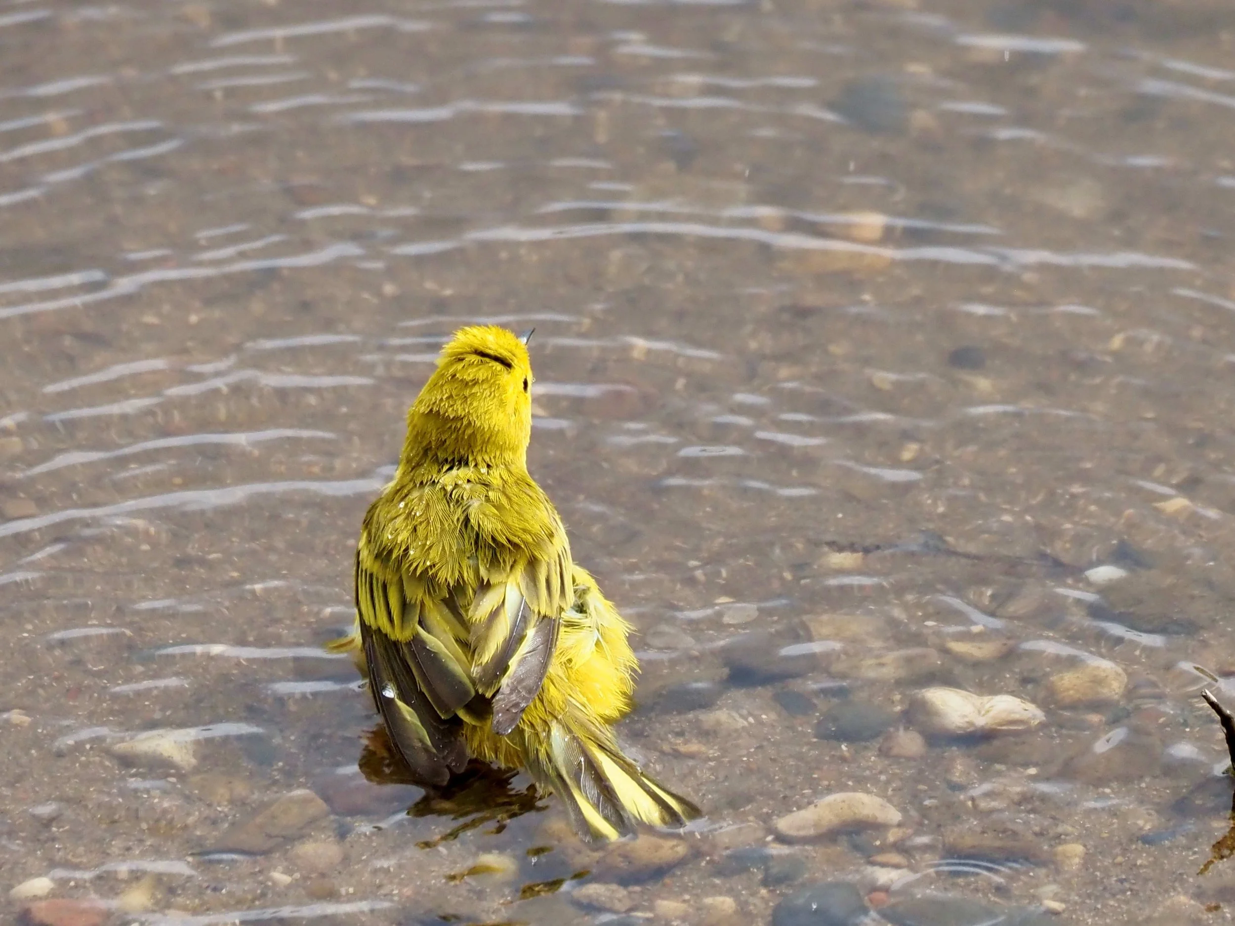 Bathing 1.jpg