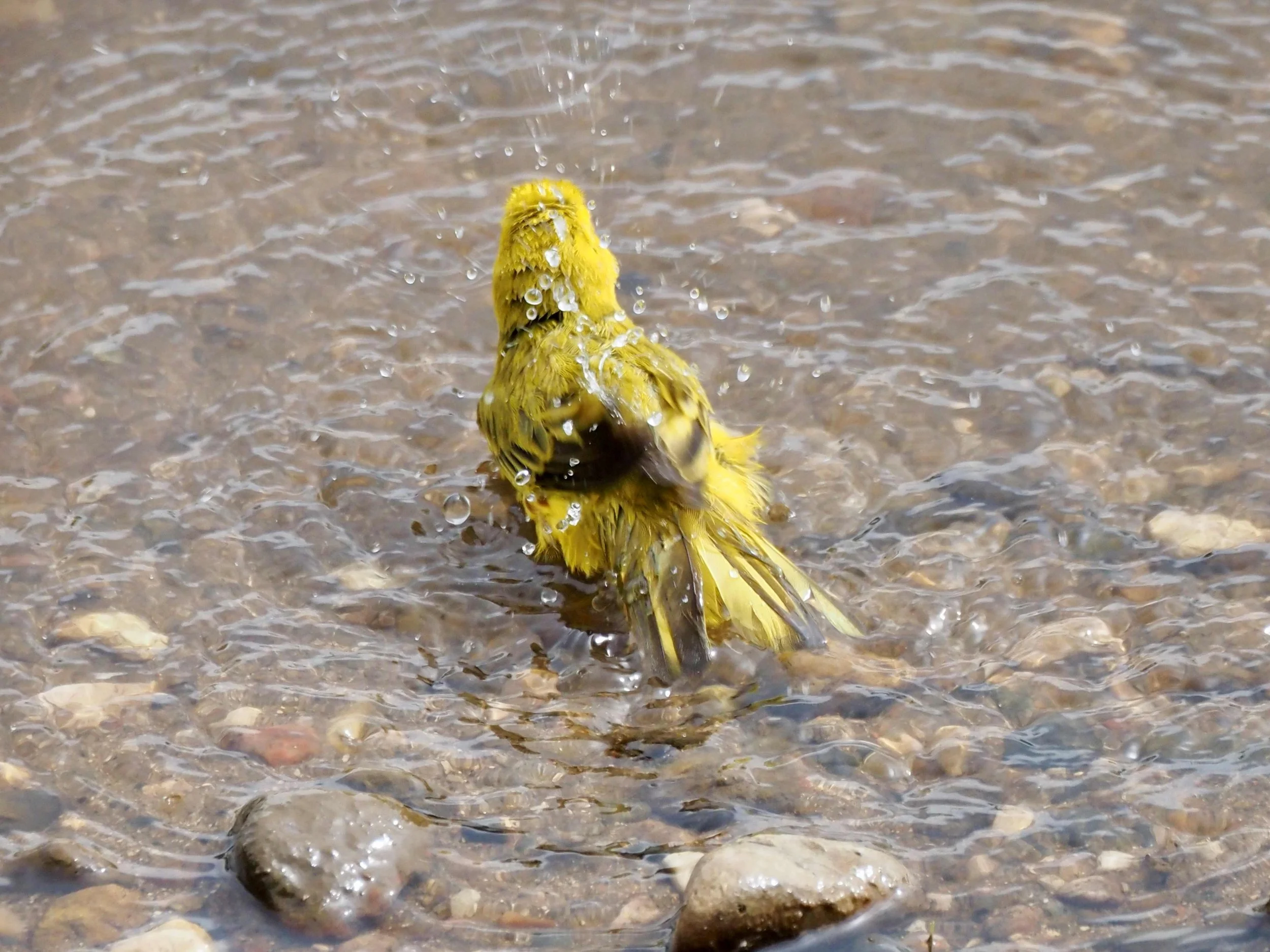Bathing 2.jpg