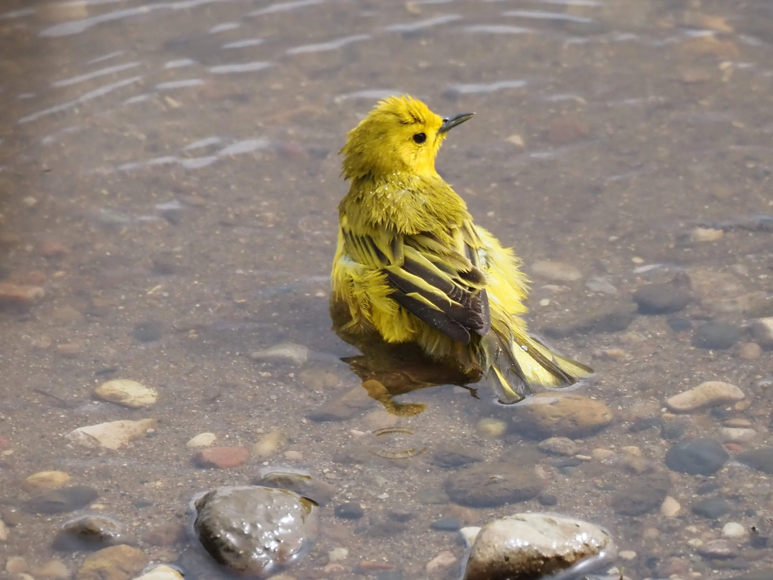 Bathing 3.JPG
