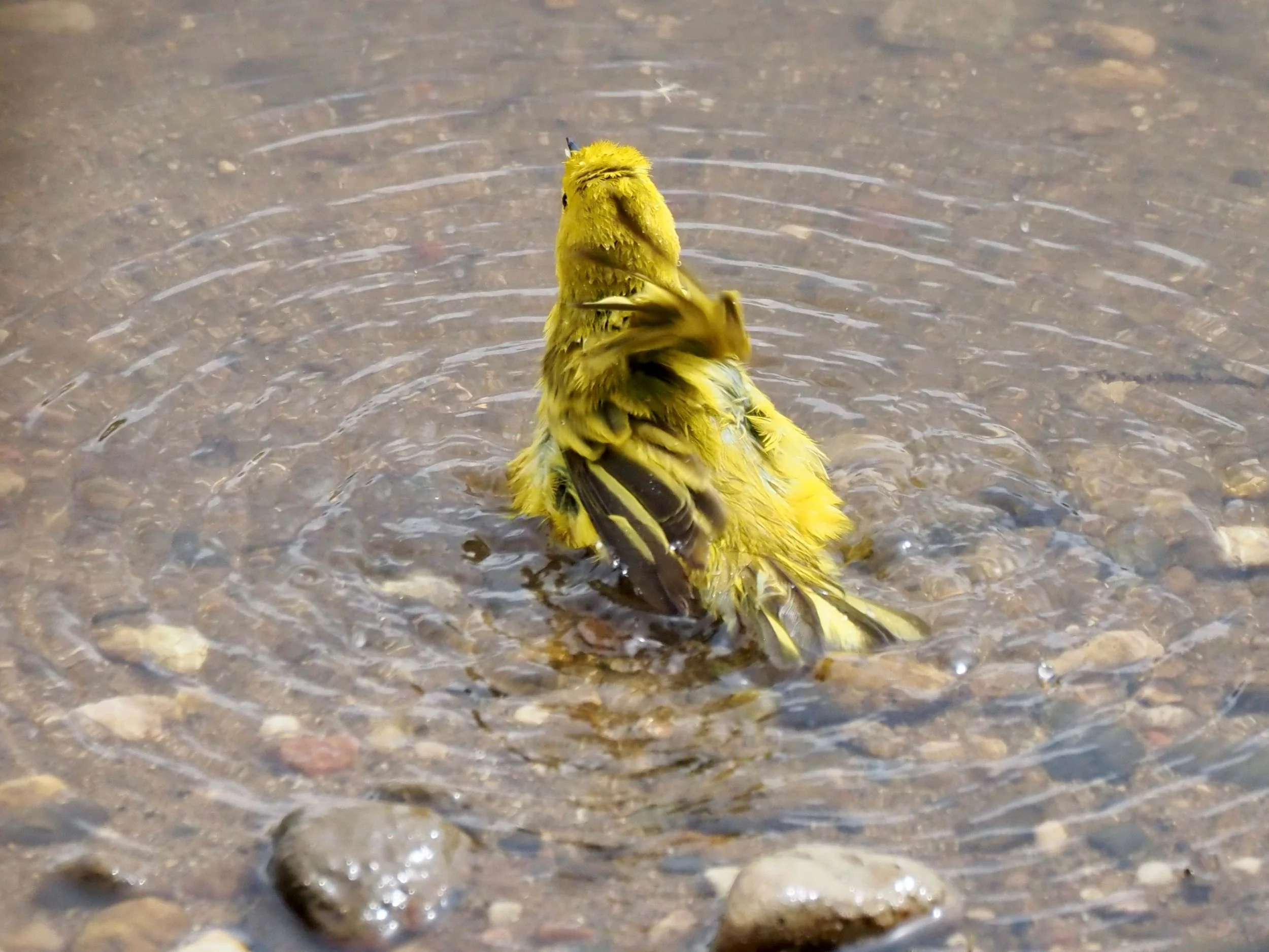 Bathing 4.jpg