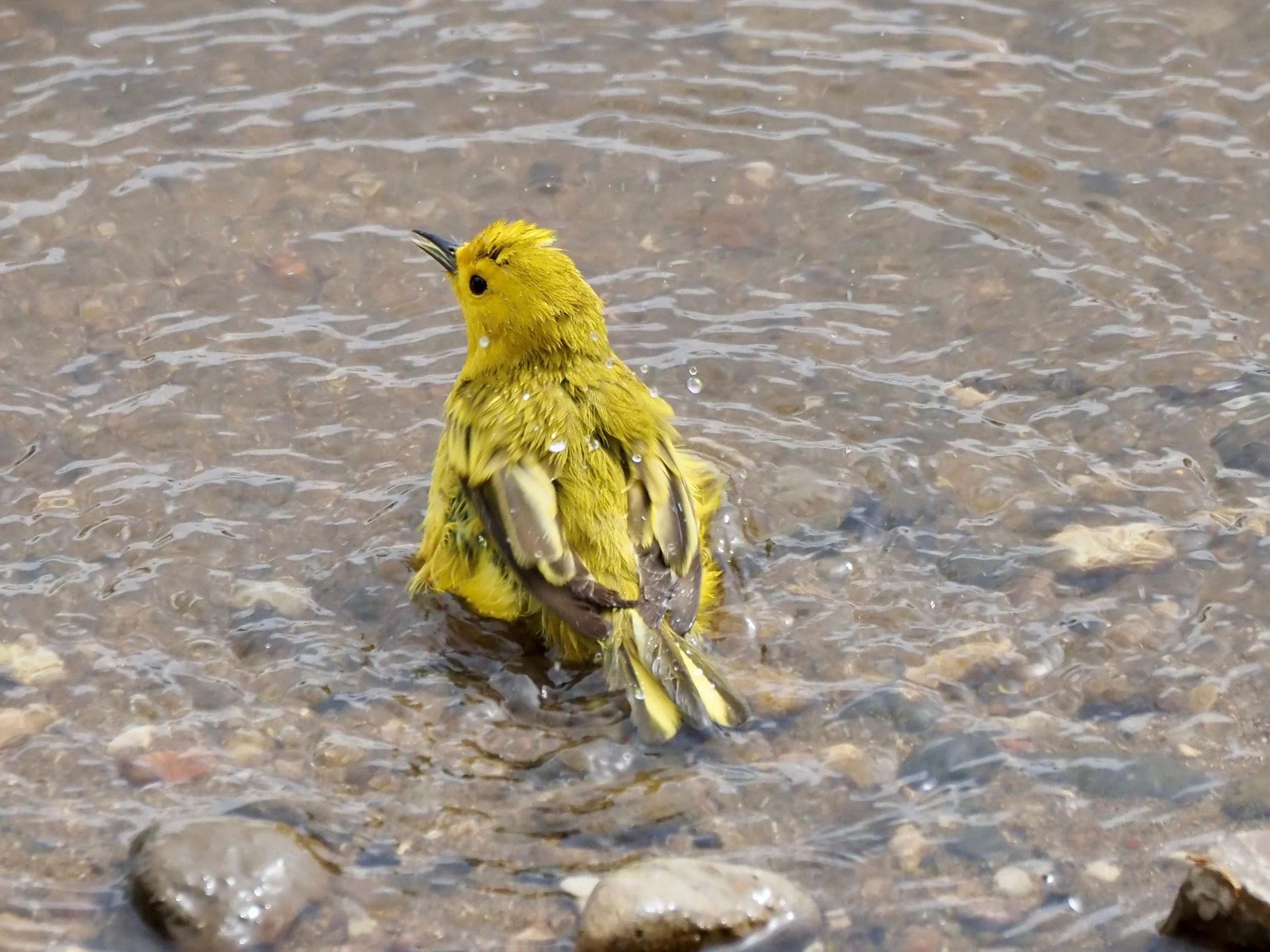 Bathing 5.jpg