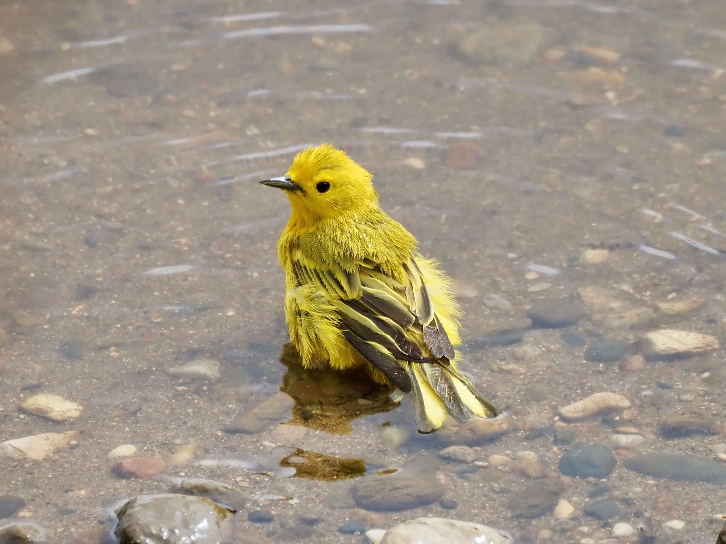 Bathing 6.jpg