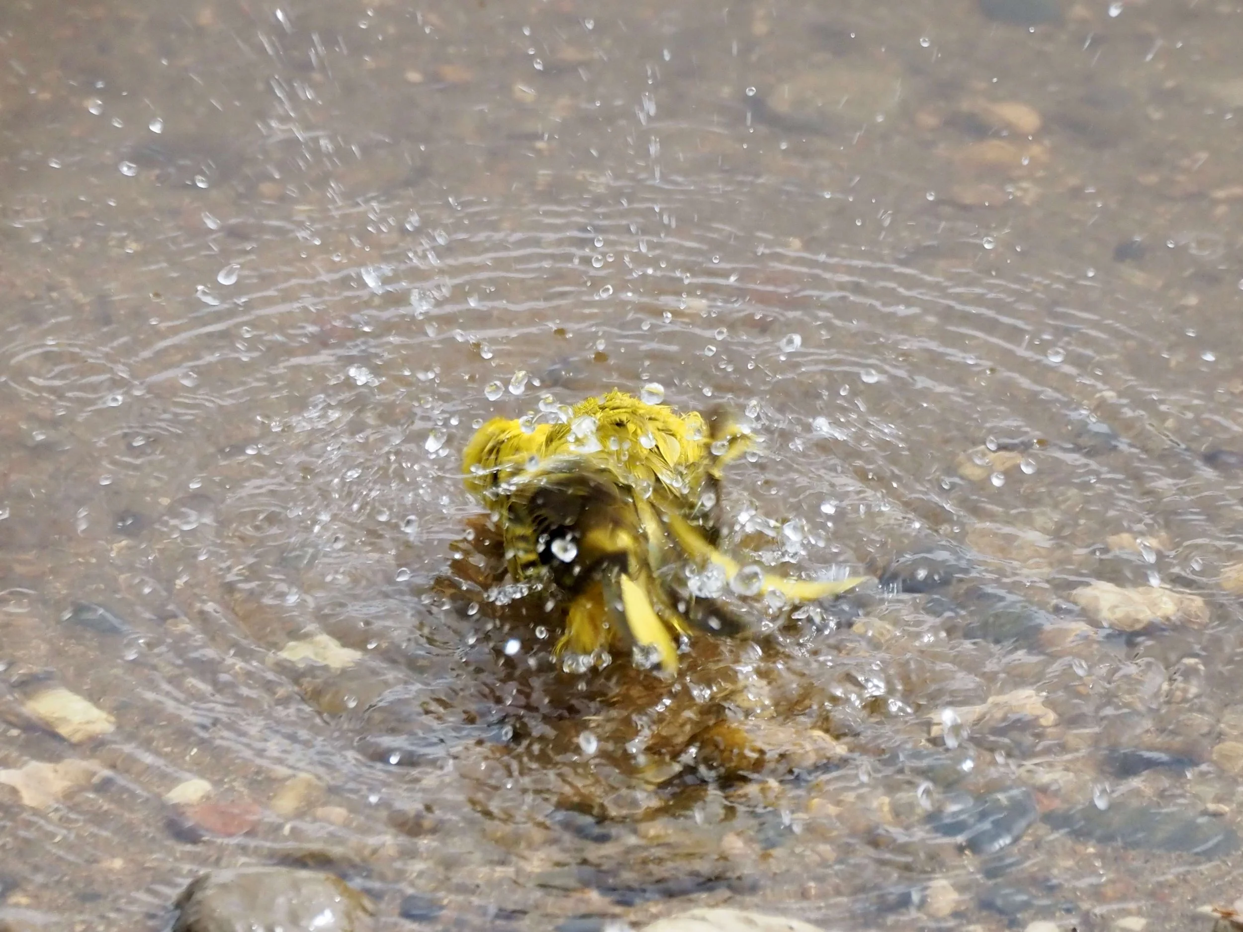 Bathing 7.jpg