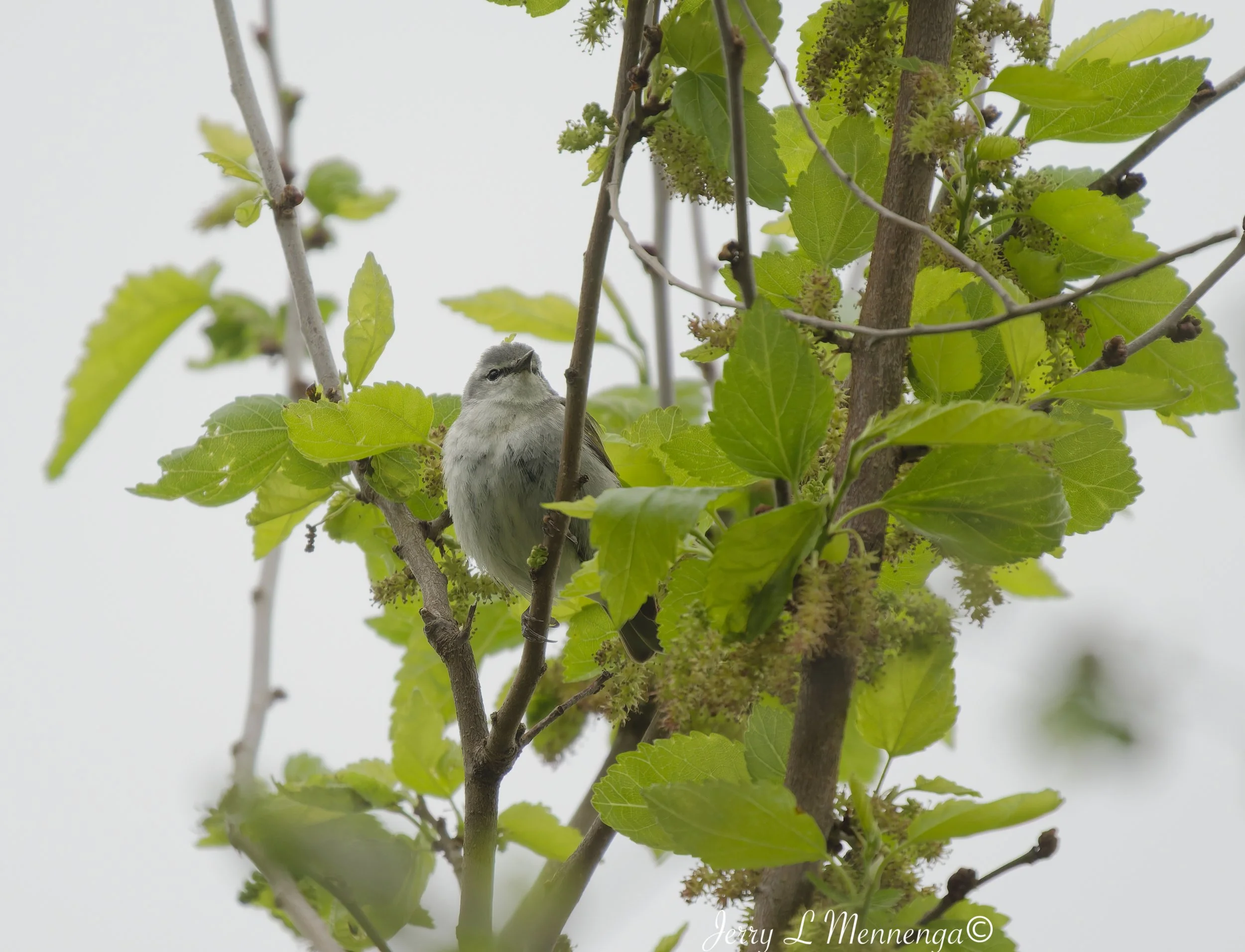 Birding Big Sioux Recreation 2026 05-19_0320_DxO.jpg