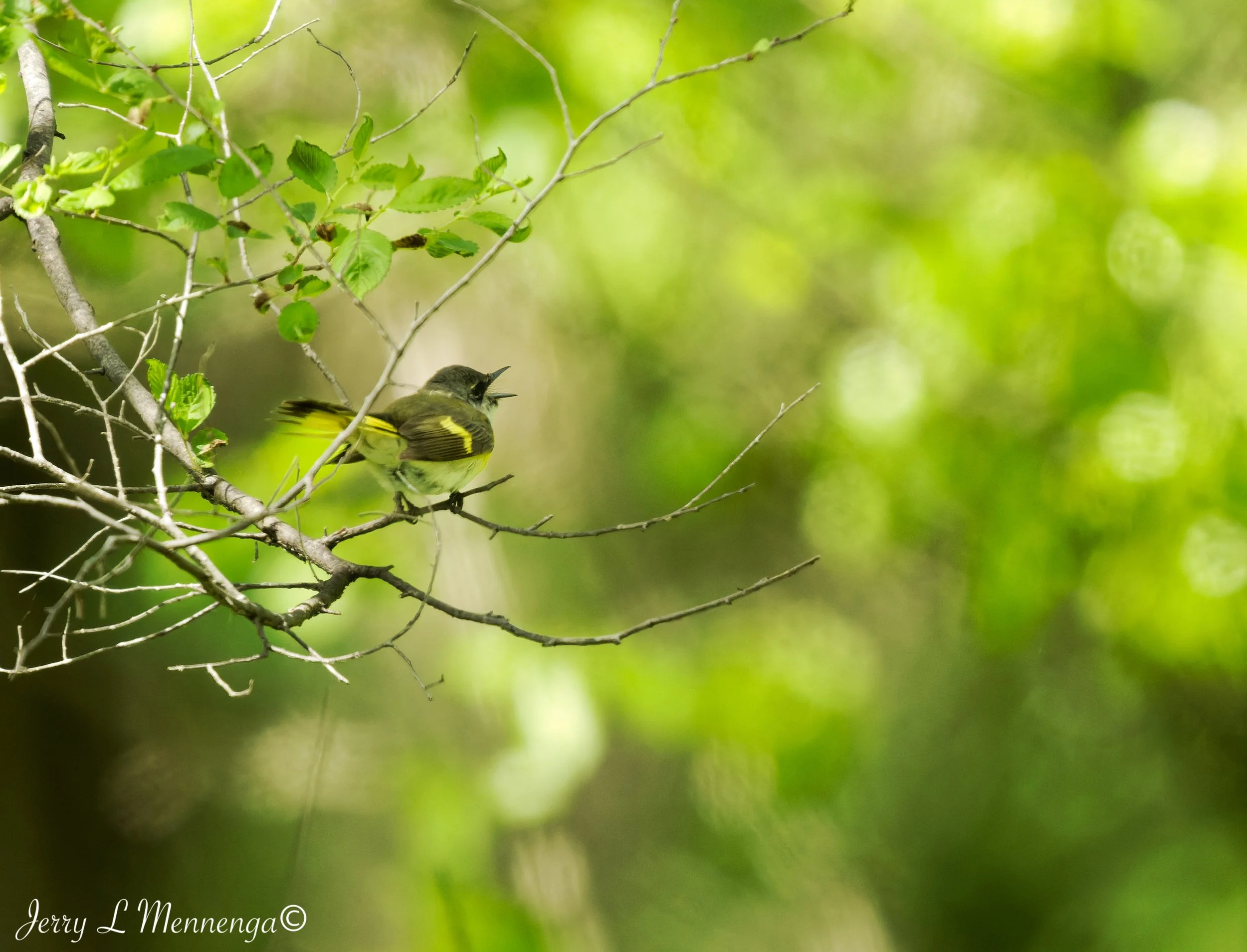 Birding Big Sioux Recreation 2026 05-19_0989_DxO.jpg
