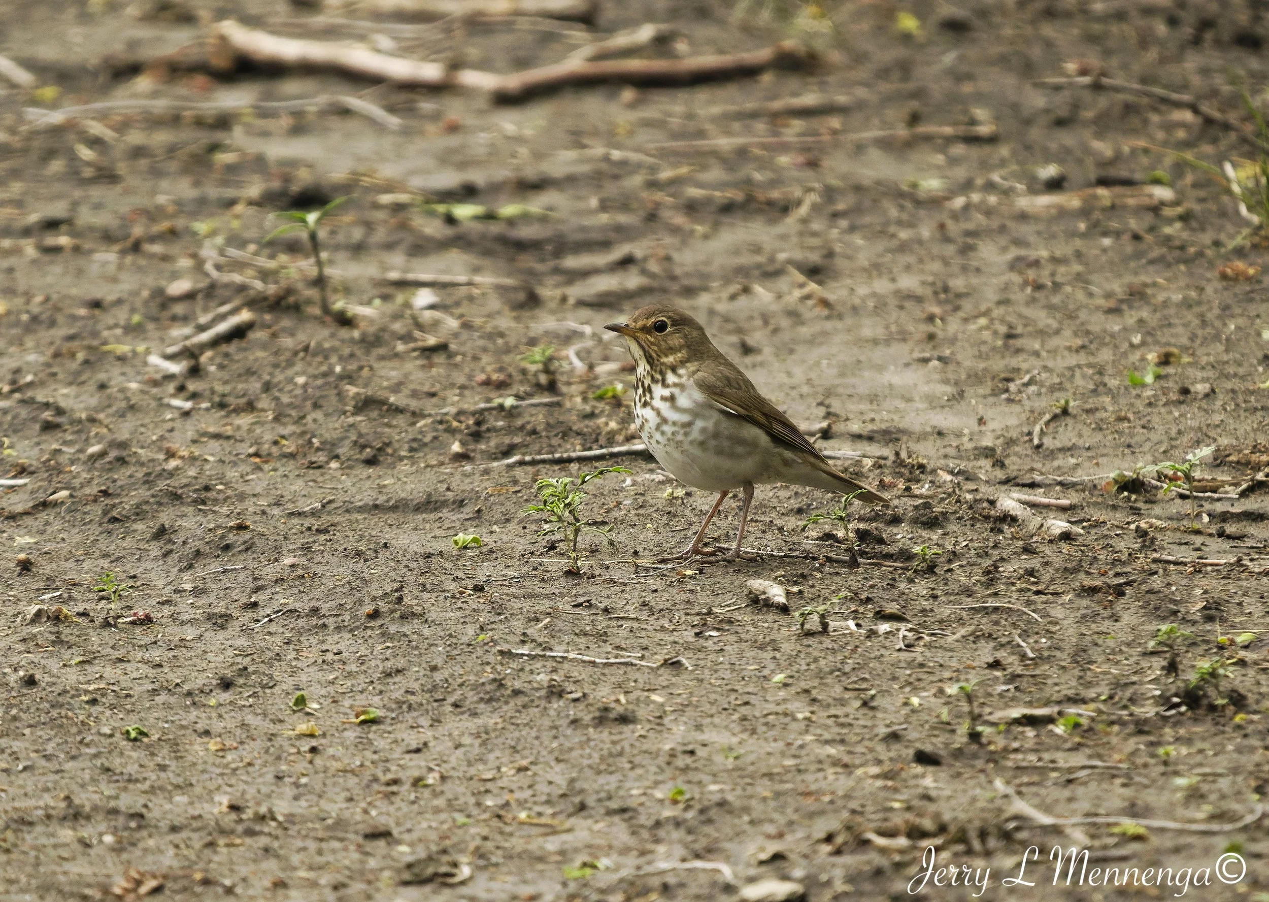 Birding Big Sioux Recreation 2026 05-19_1720_DxO.jpg