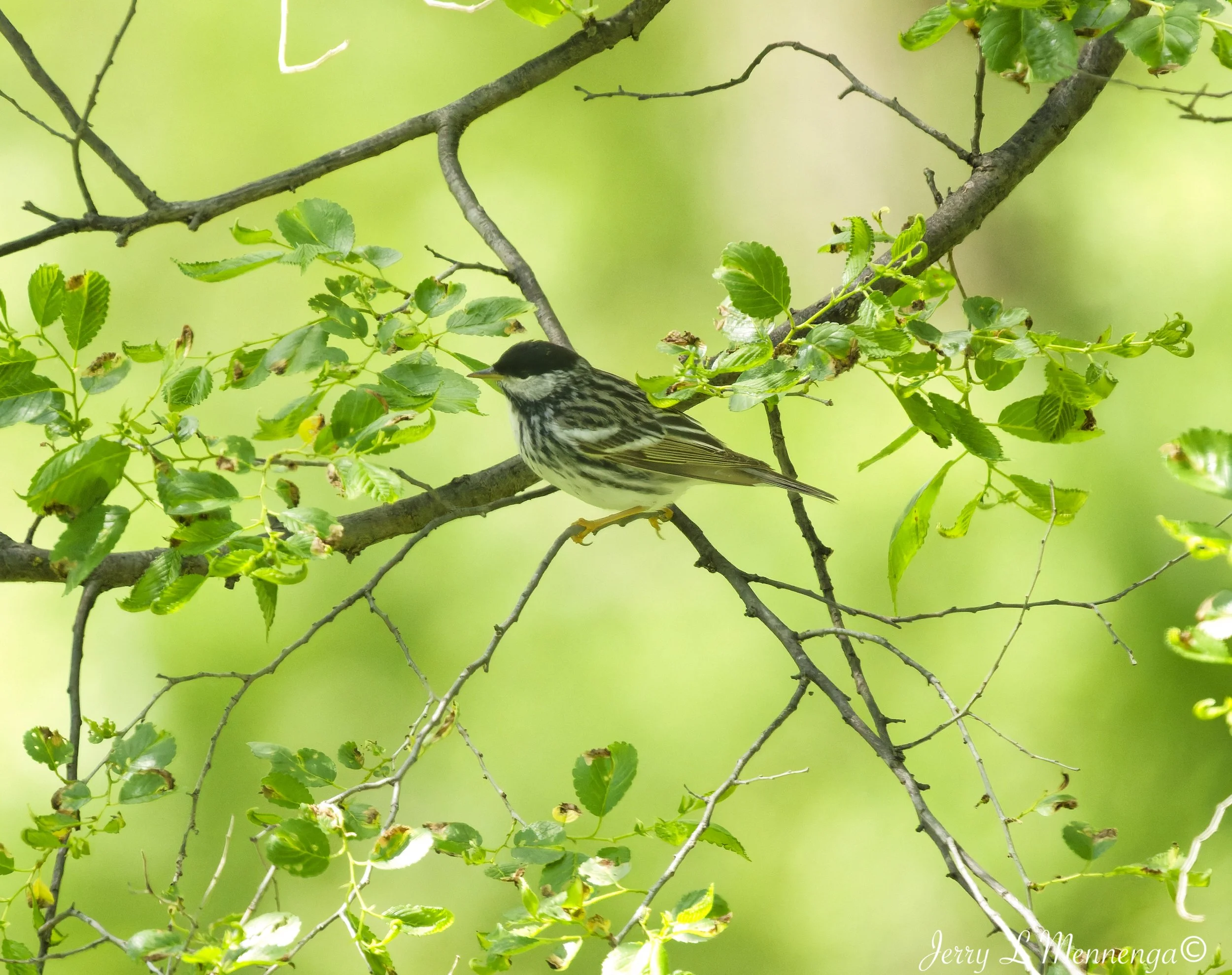 Birding Big Sioux Recreation 2026 05-19_1103_DxO.jpg