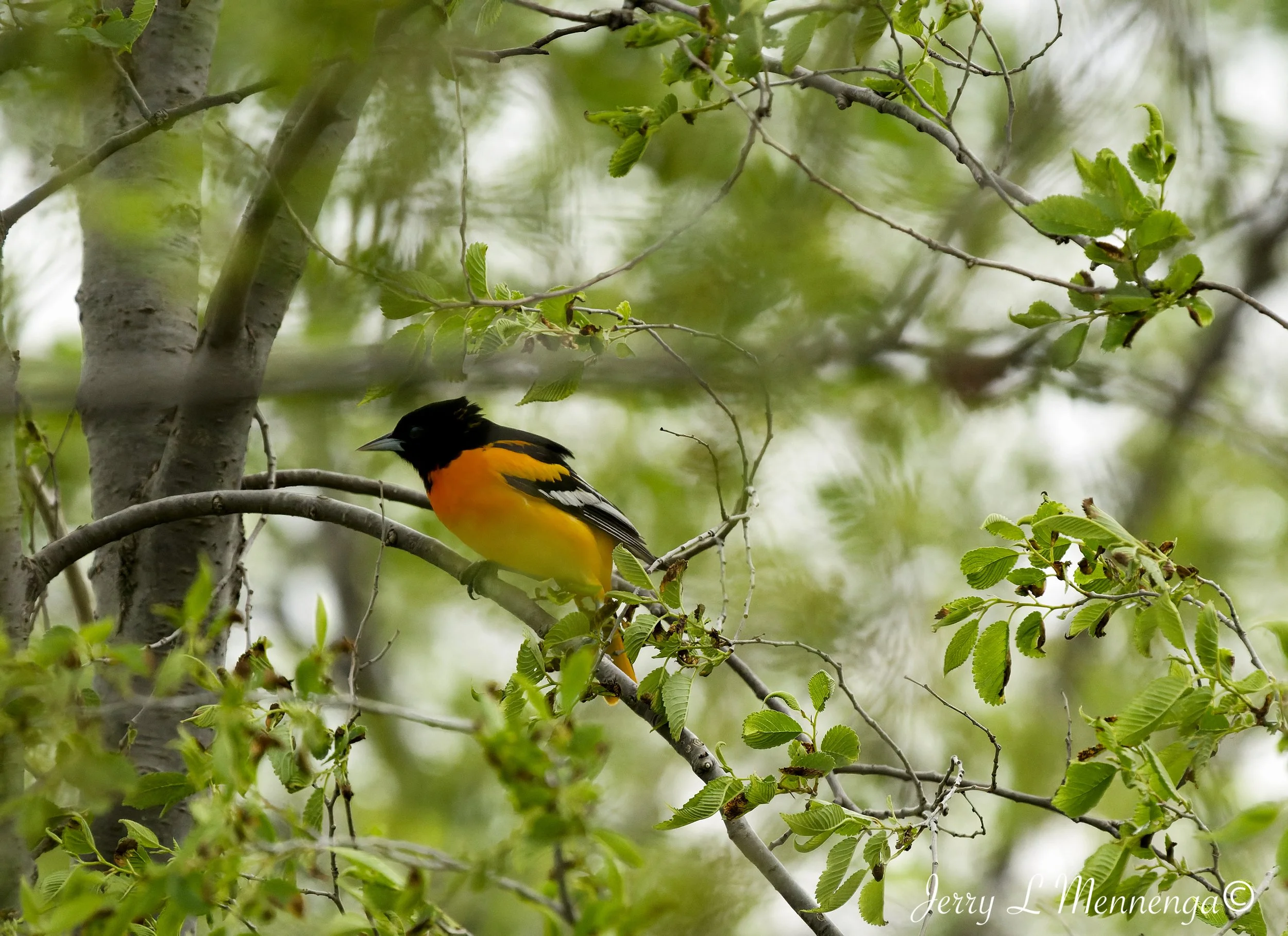 Birding Big Sioux Recreation 2026 05-19_1783_DxO.jpg