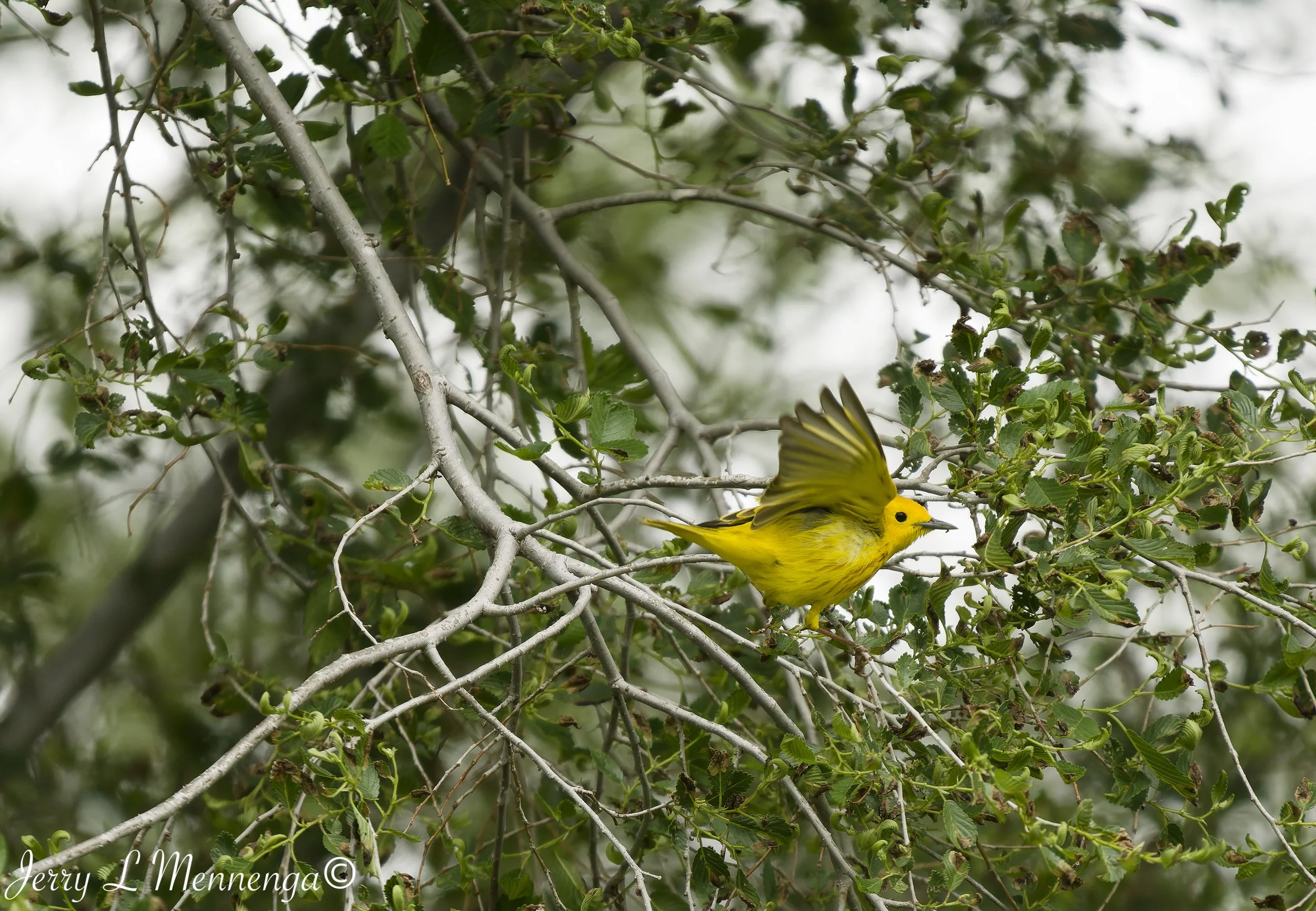 Birding Big Sioux Recreation 2026 05-19_0159_DxO.jpg