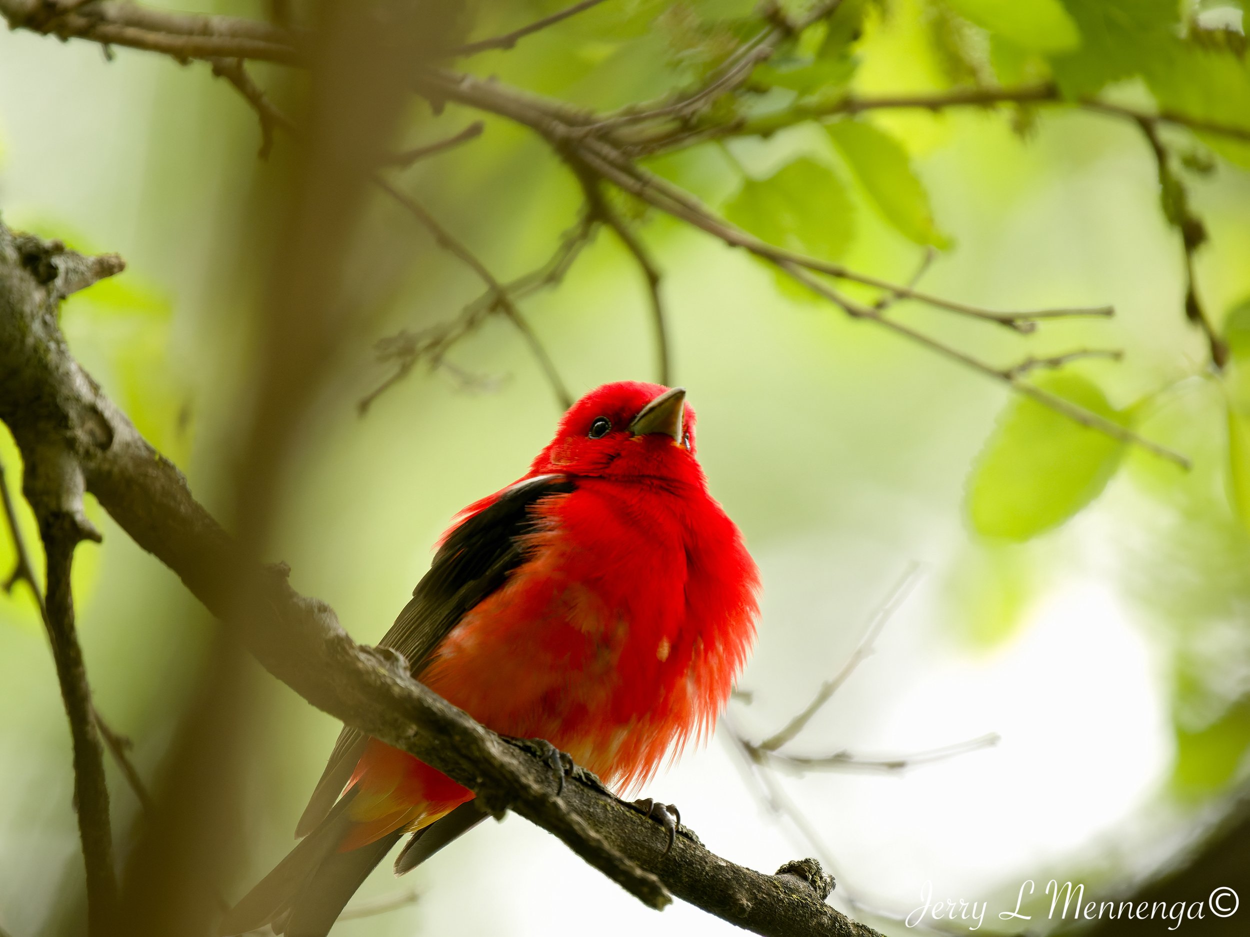 Birding Big Sioux Recreation 2026 05-19_0606_DxO.jpg