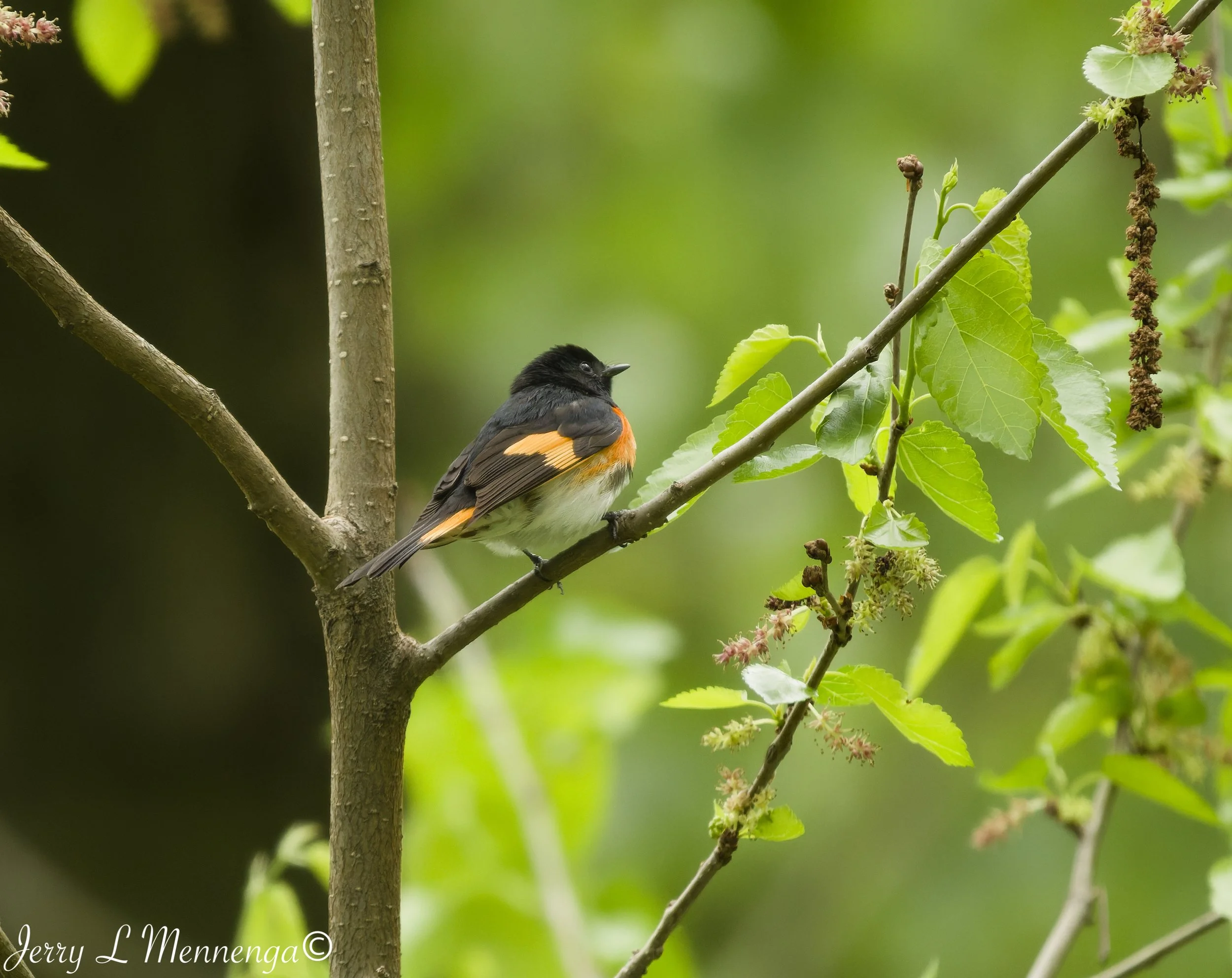Birding Big Sioux Recreation 2026 05-19_0812_DxO.jpg