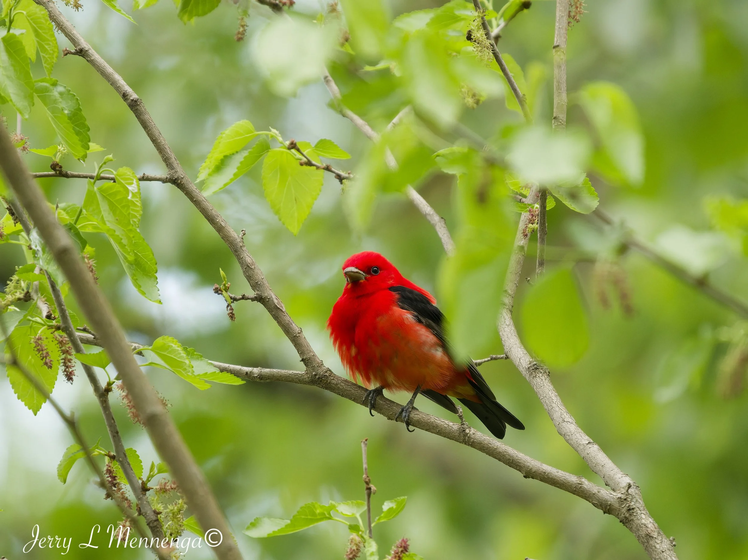 Birding Big Sioux Recreation 2026 05-19_1223_DxO.jpg