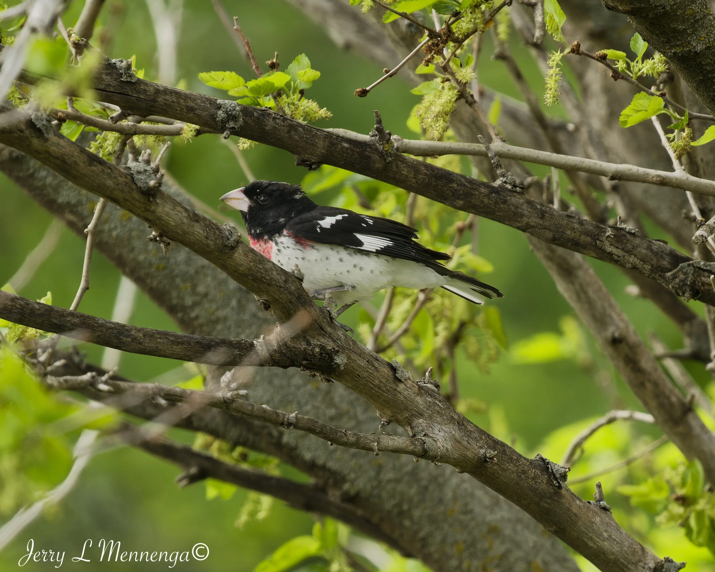 Birding Big Sioux Recreation 2026 05-19_1464_DxO.jpg