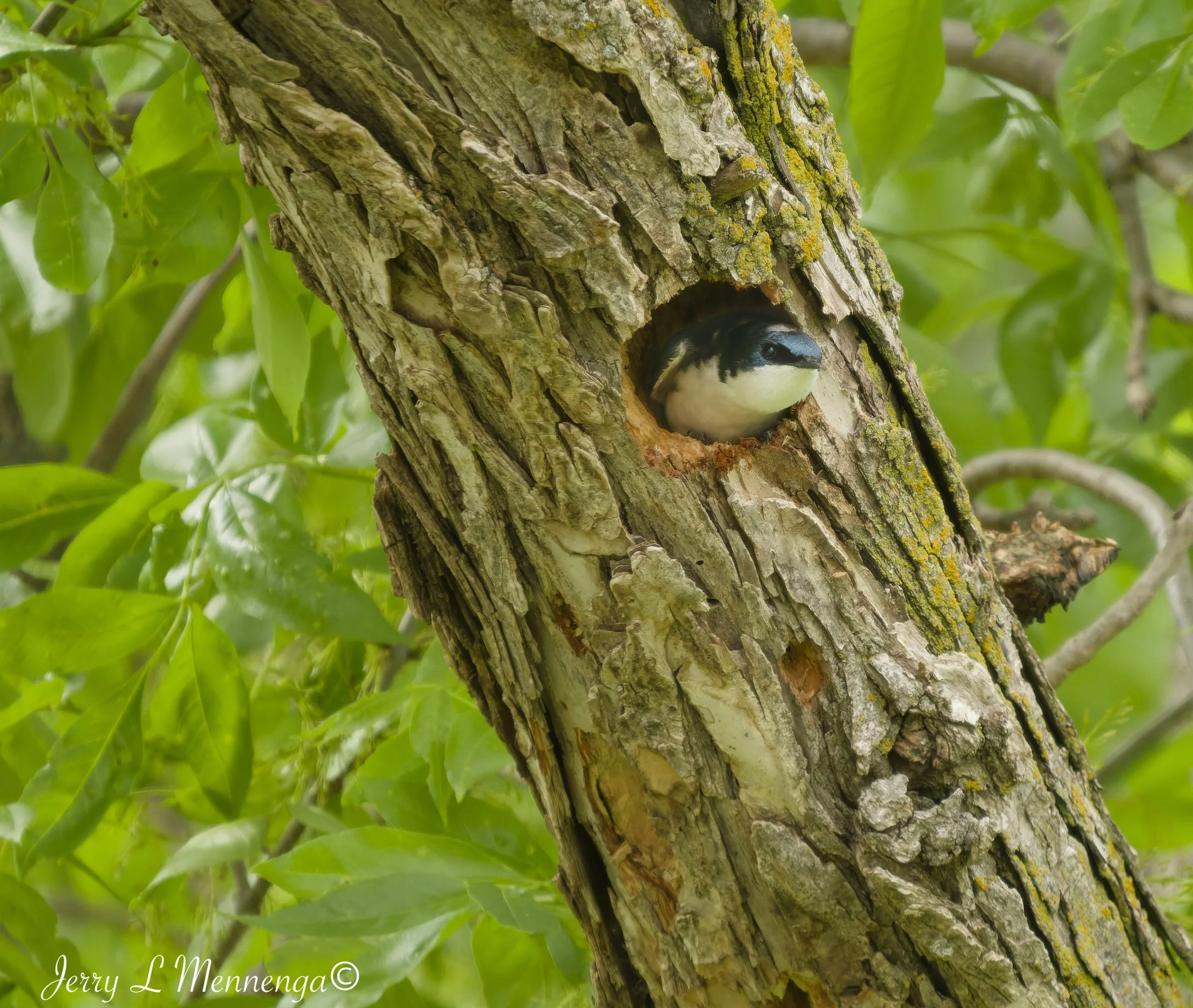Birding Big Sioux Recreation 2026 05-19_1601_DxO.jpg