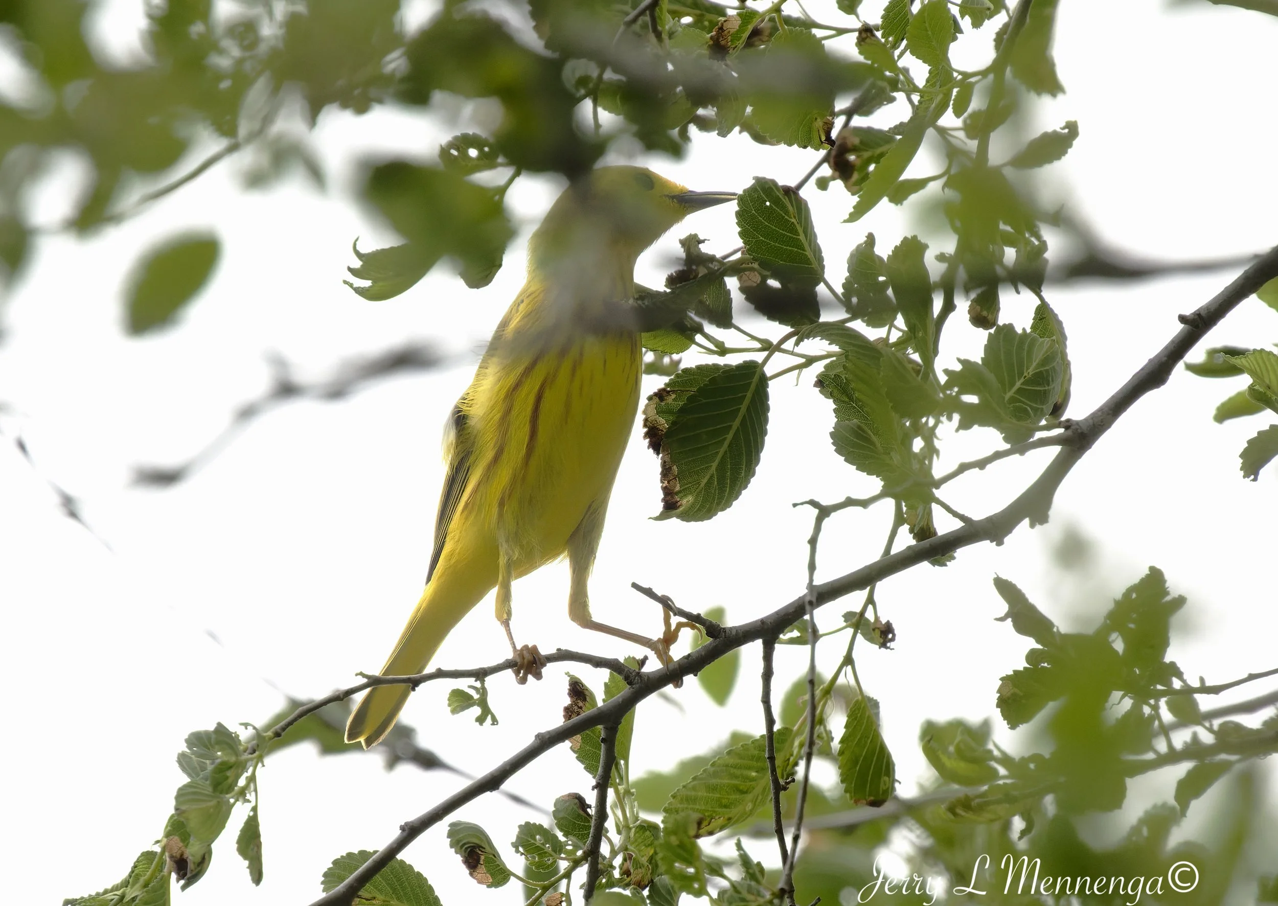Birding Big Sioux Recreation 2026 05-19_1687_DxO.jpg