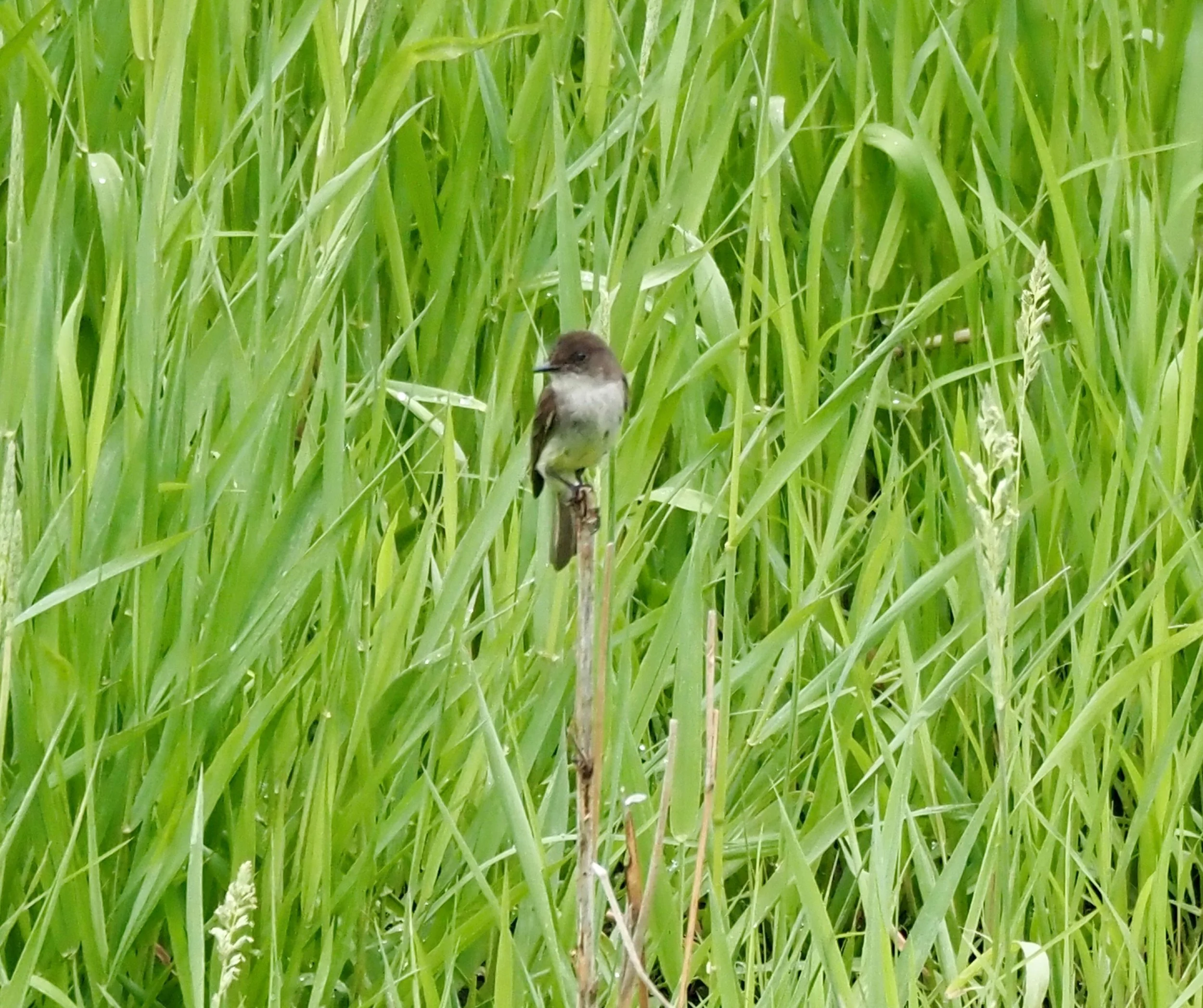 Bird 1.jpg