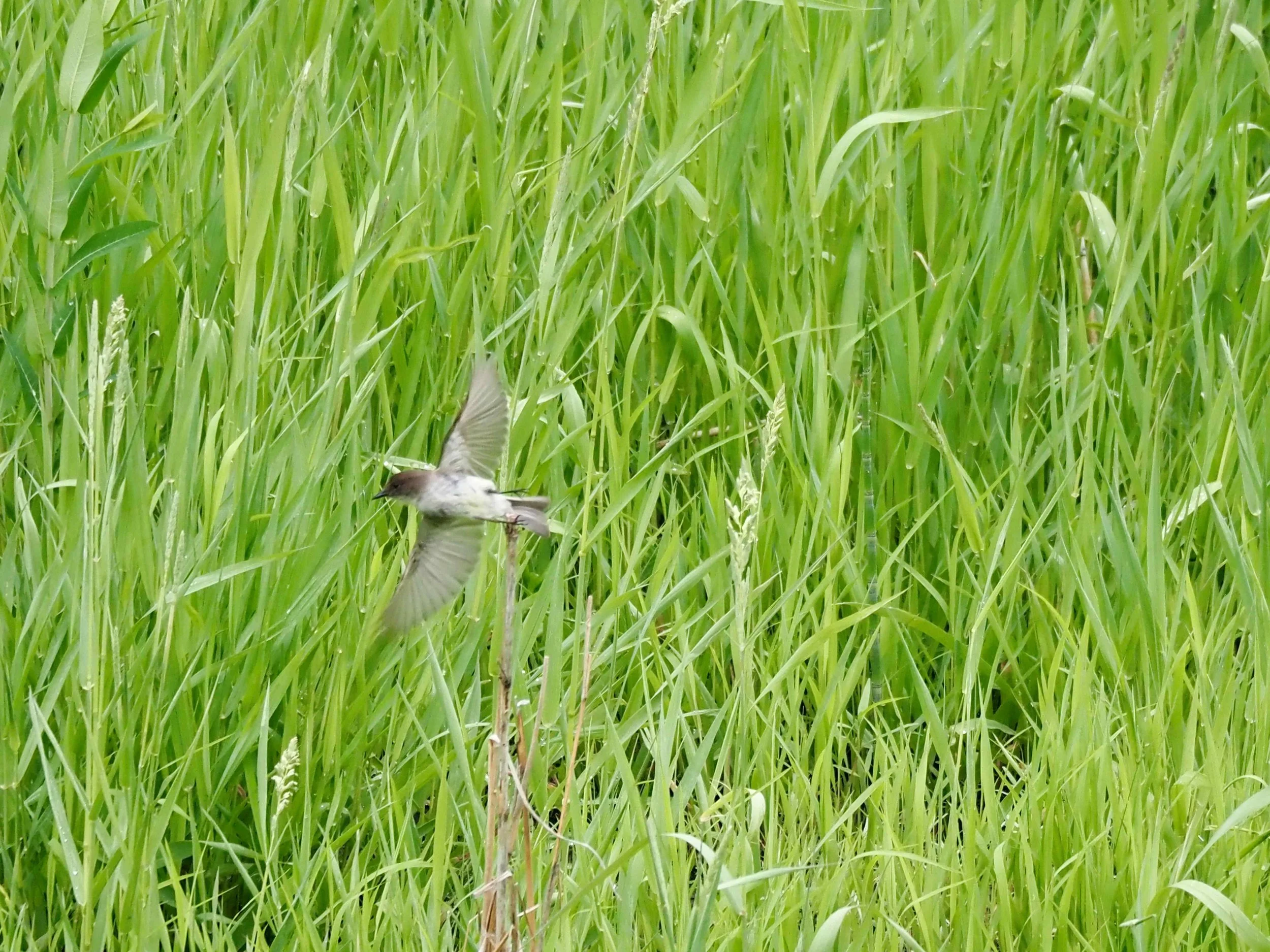 Bird 2.jpg