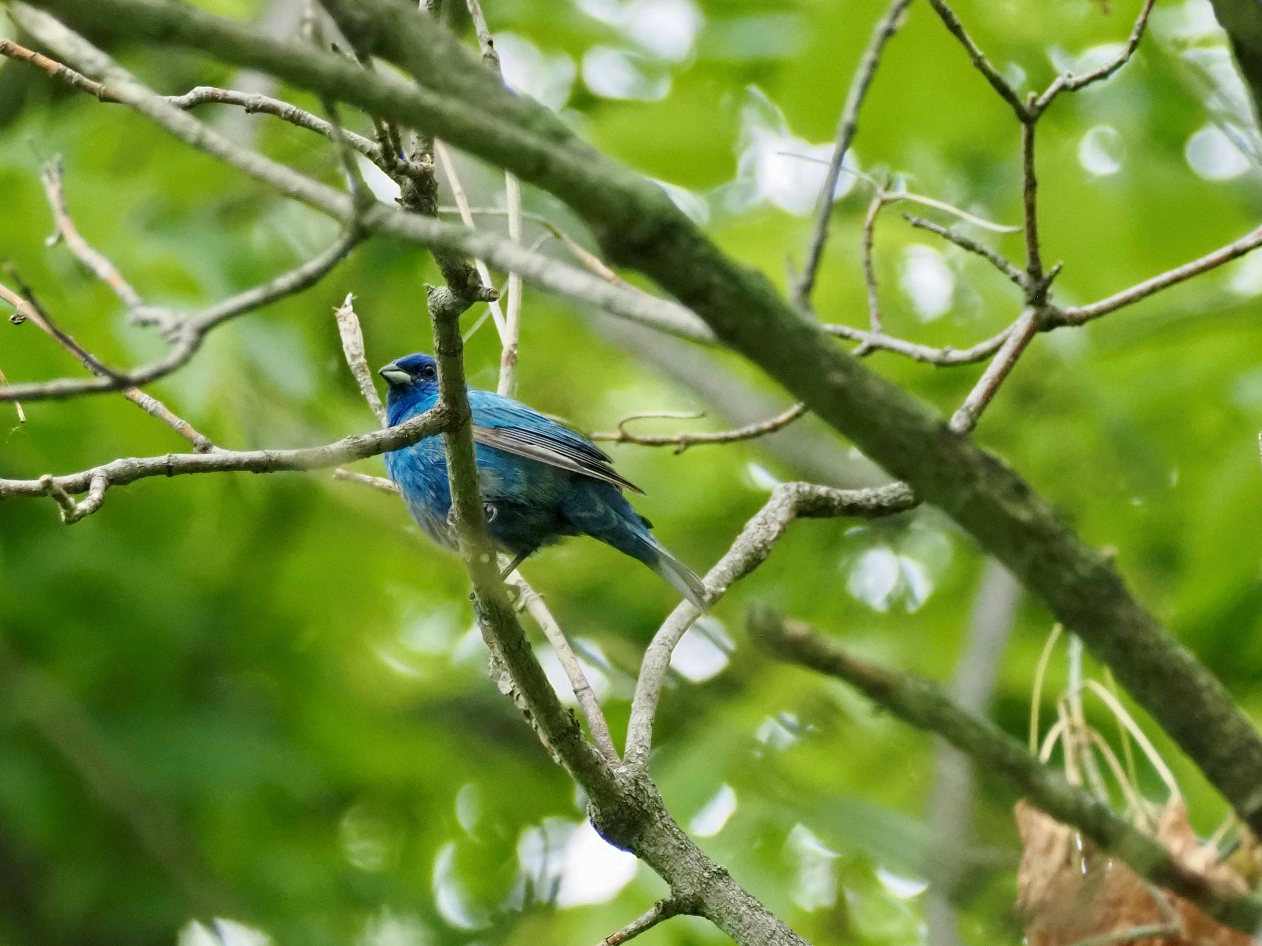 Indigo Bunting 1.jpg