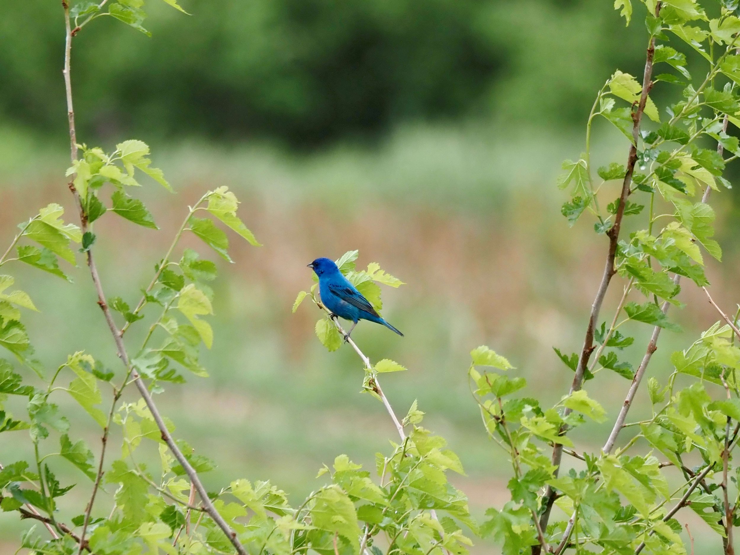 Indigo Bunting 2.jpg