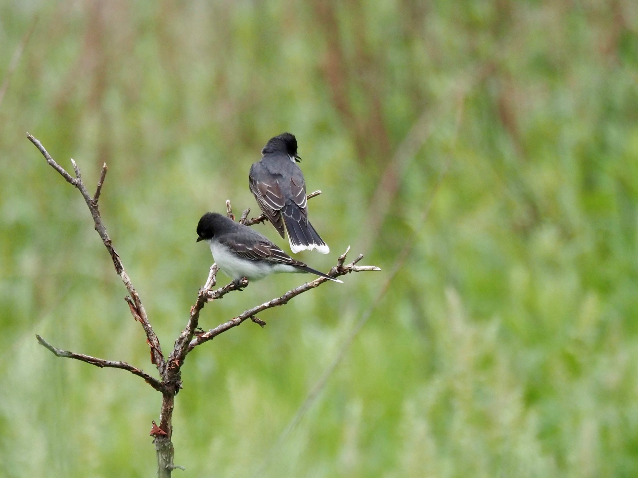 Kingbird 3.jpg