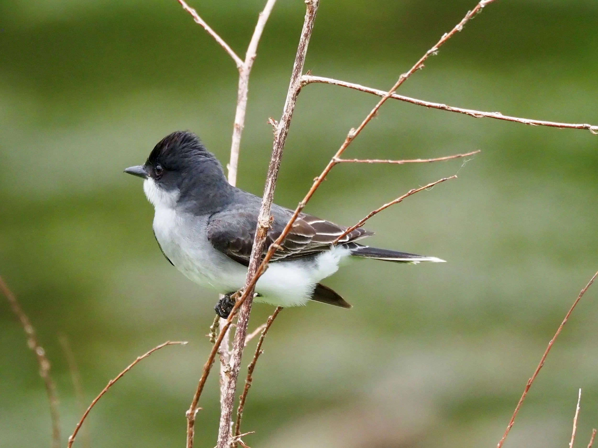 Kingbird 1.jpg