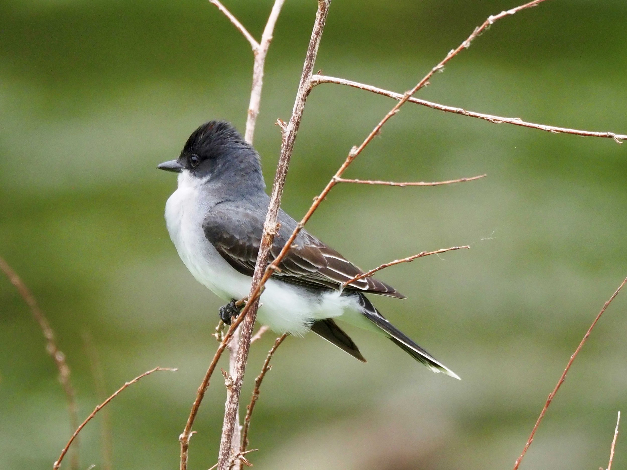Kingbird 2.jpg