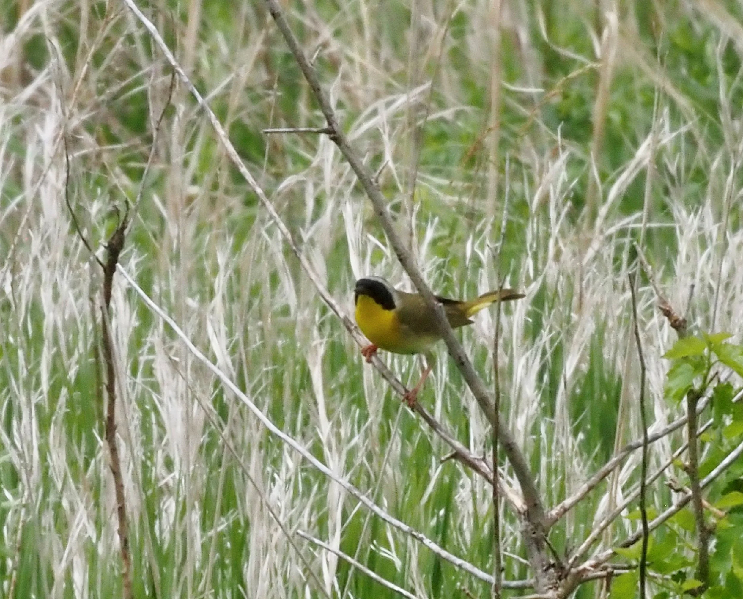 Common yellowthraot 4.jpg