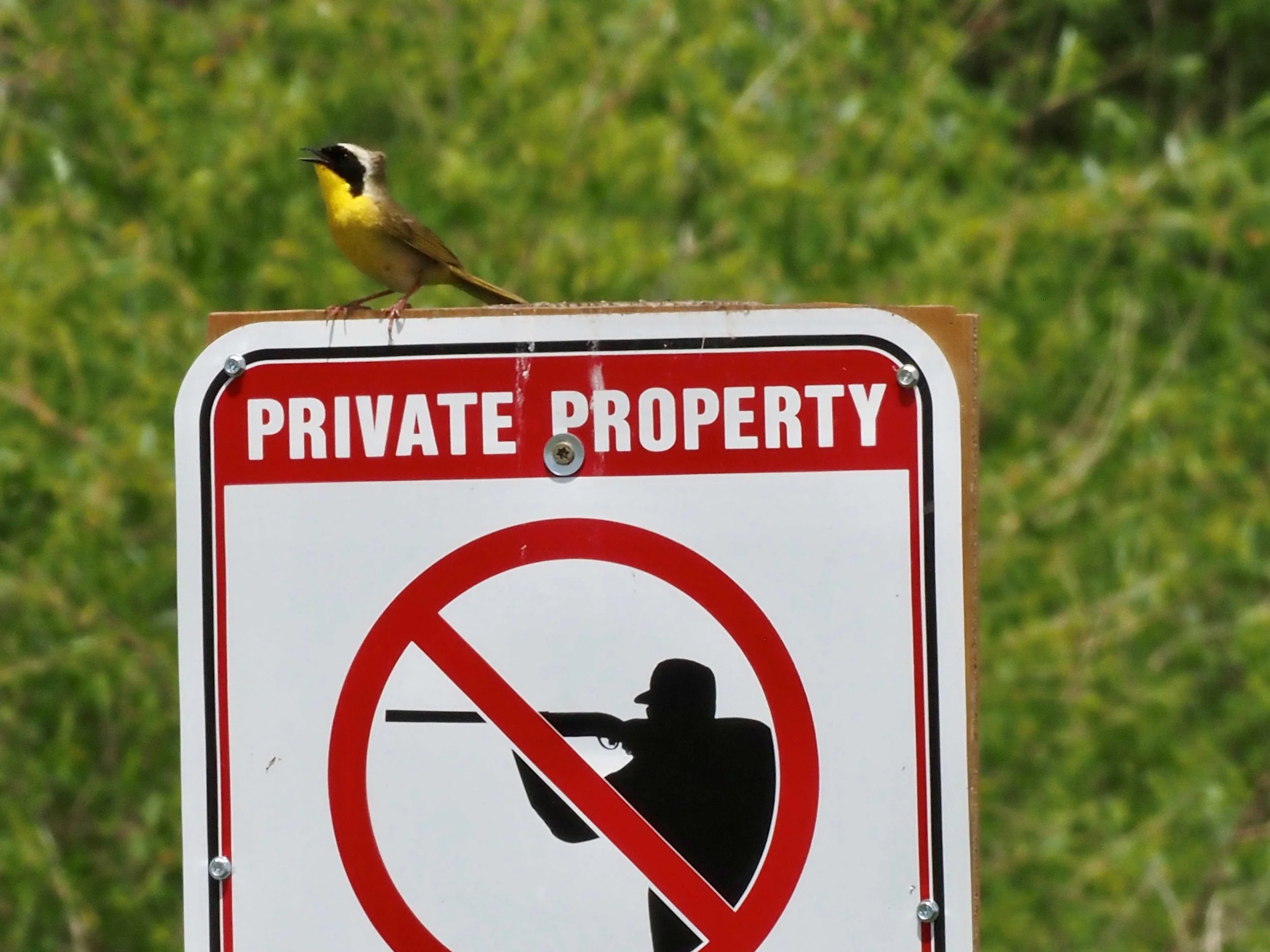 Common Yellowthroat 3.jpg