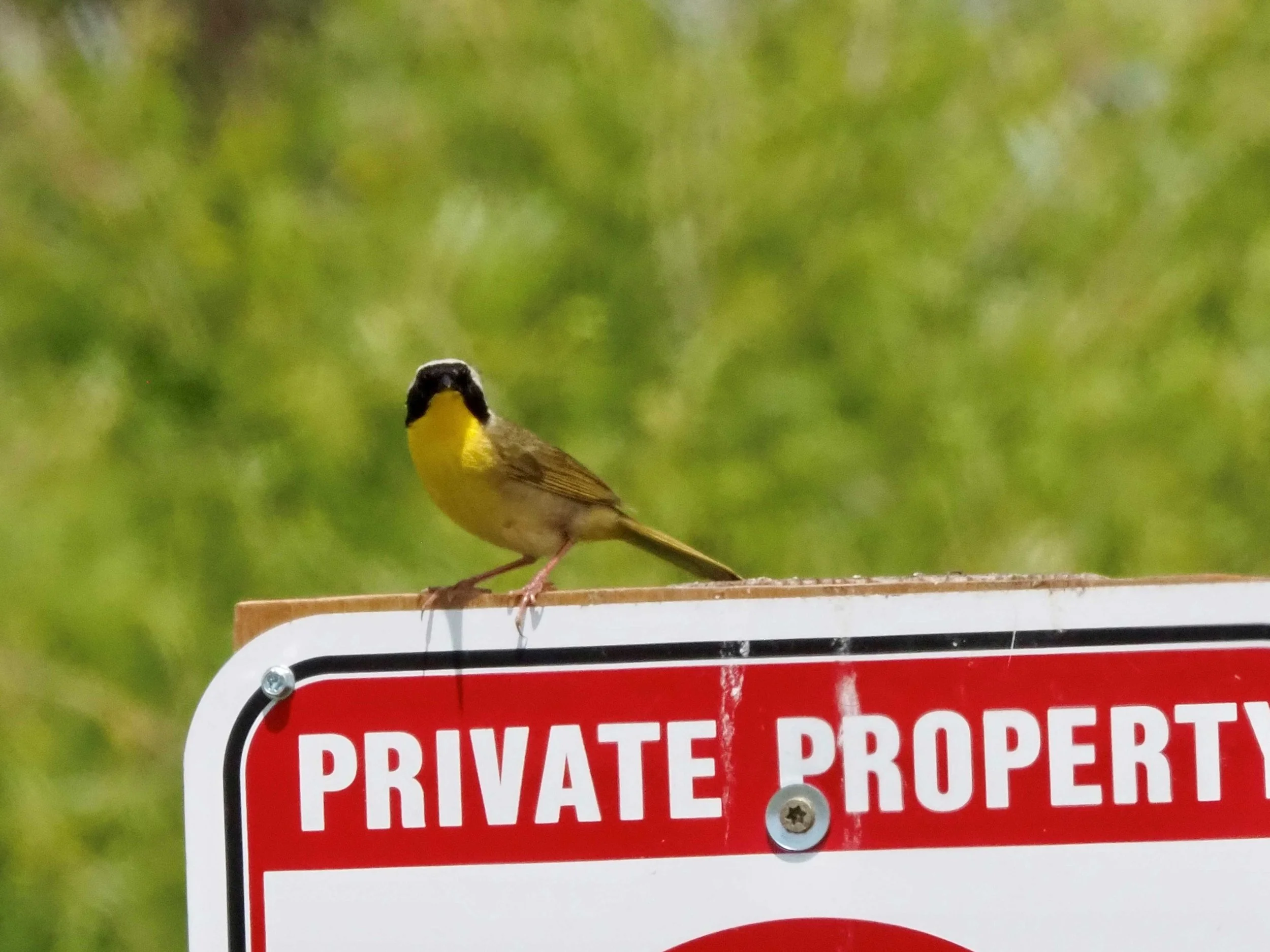 Common Yellowthroat 2.jpg