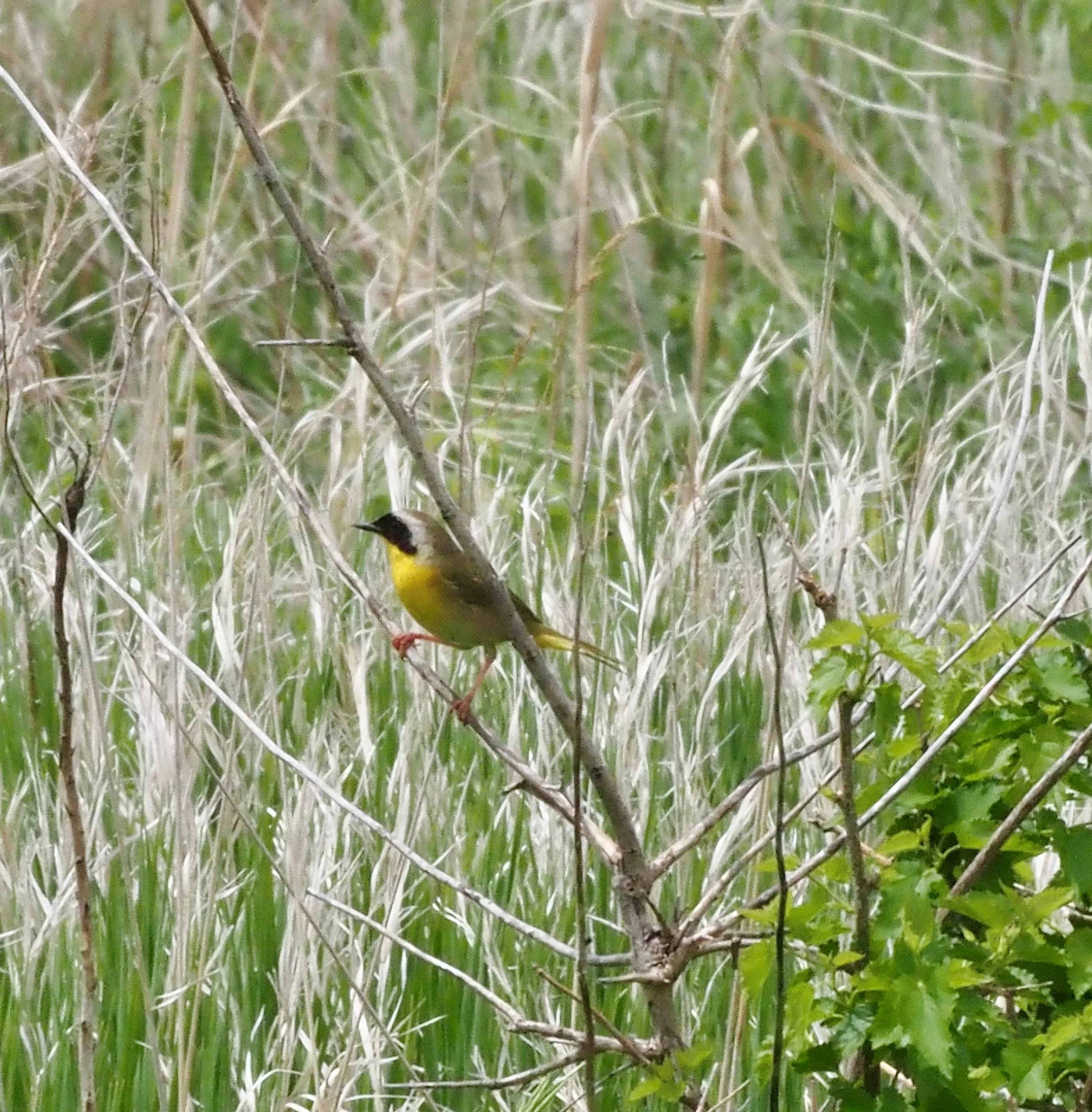 Common Yellowthroat.jpg