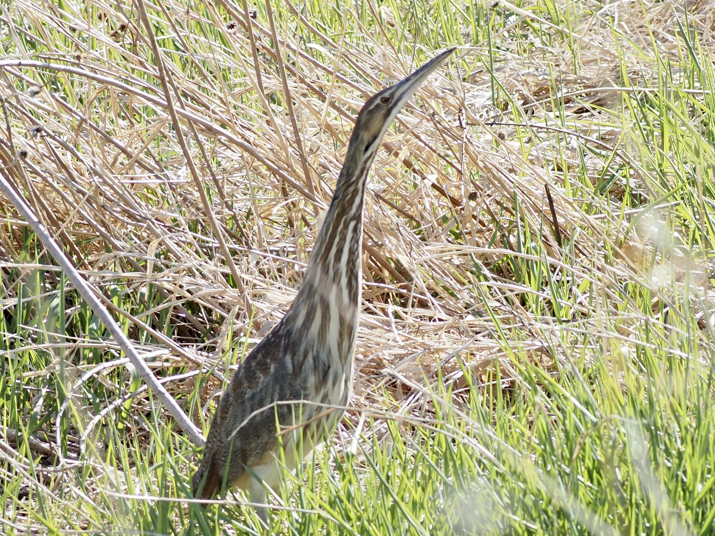 Storm Lake and Kiowa Marsh Birding